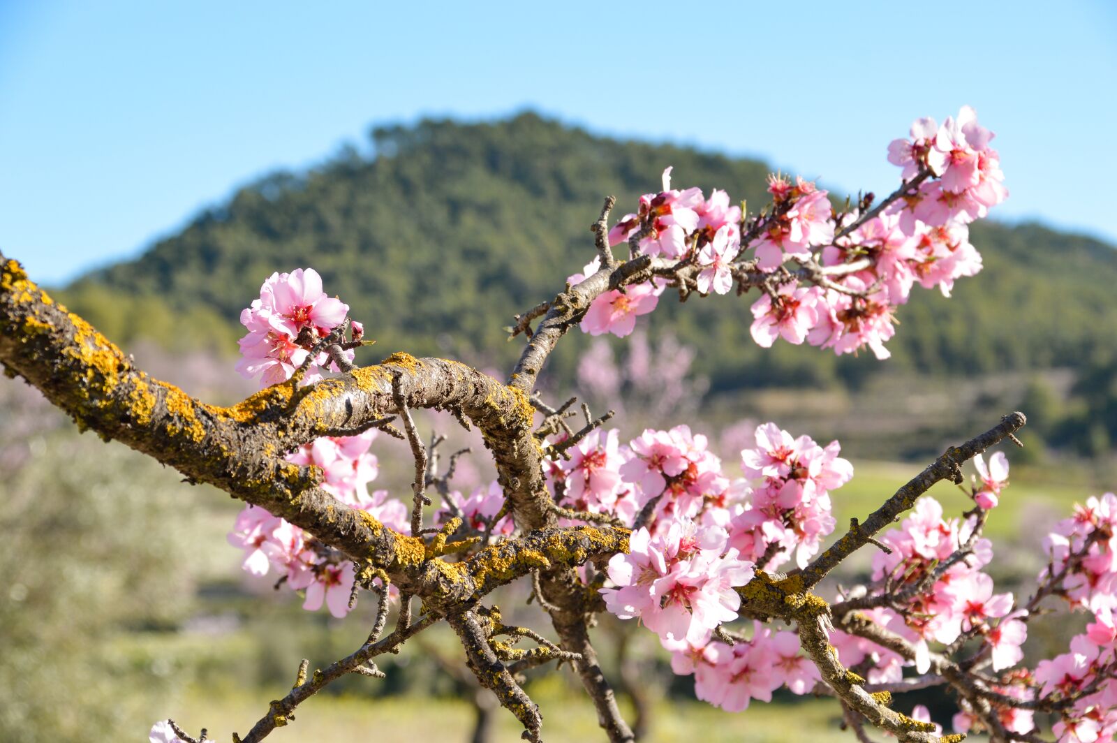 Nikon D3200 sample photo. Blossom, almond, flowers photography