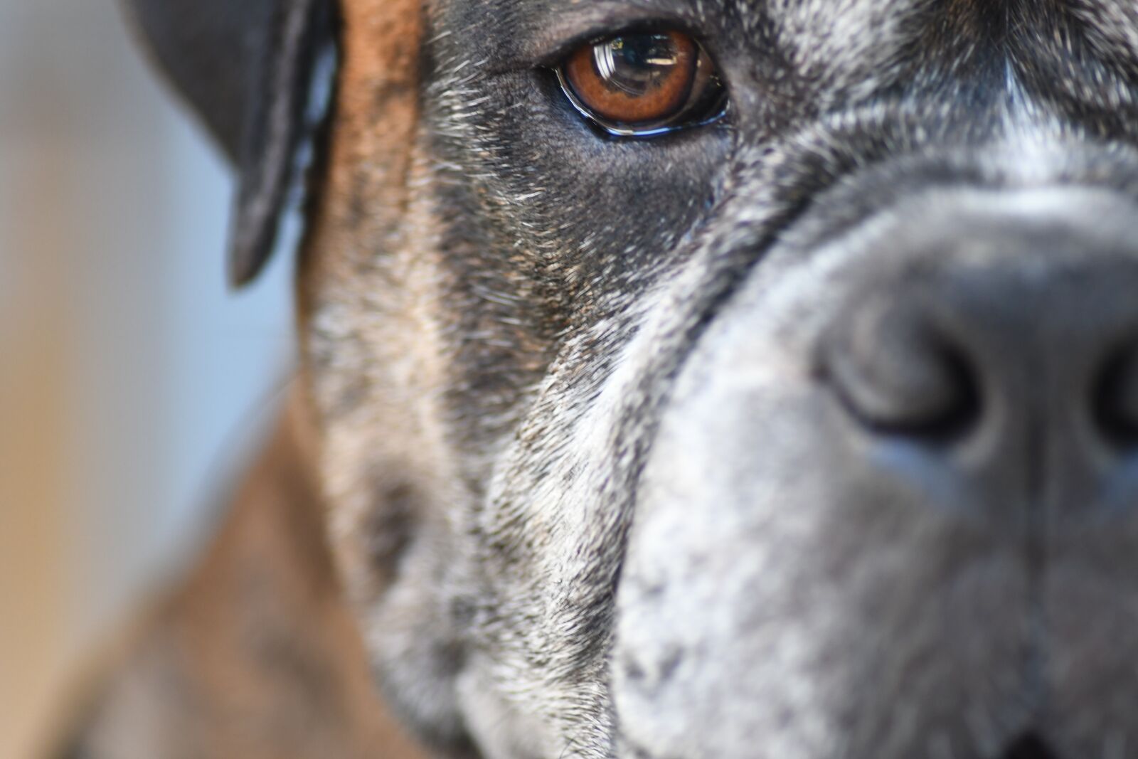 Nikon D500 sample photo. Winston, dog, closeup photography