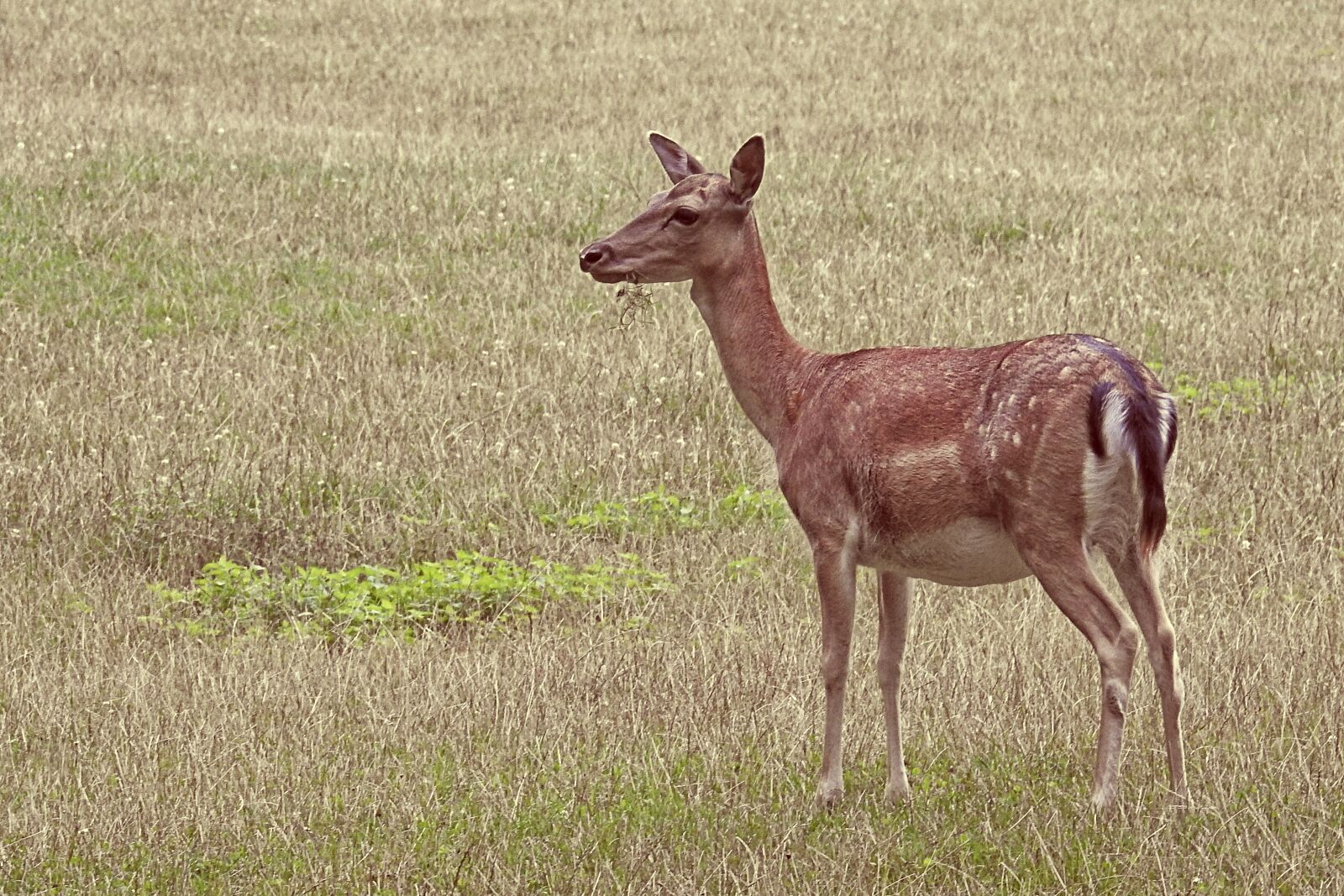 Nikon Coolpix P900 sample photo. Roe deer, fallow deer photography