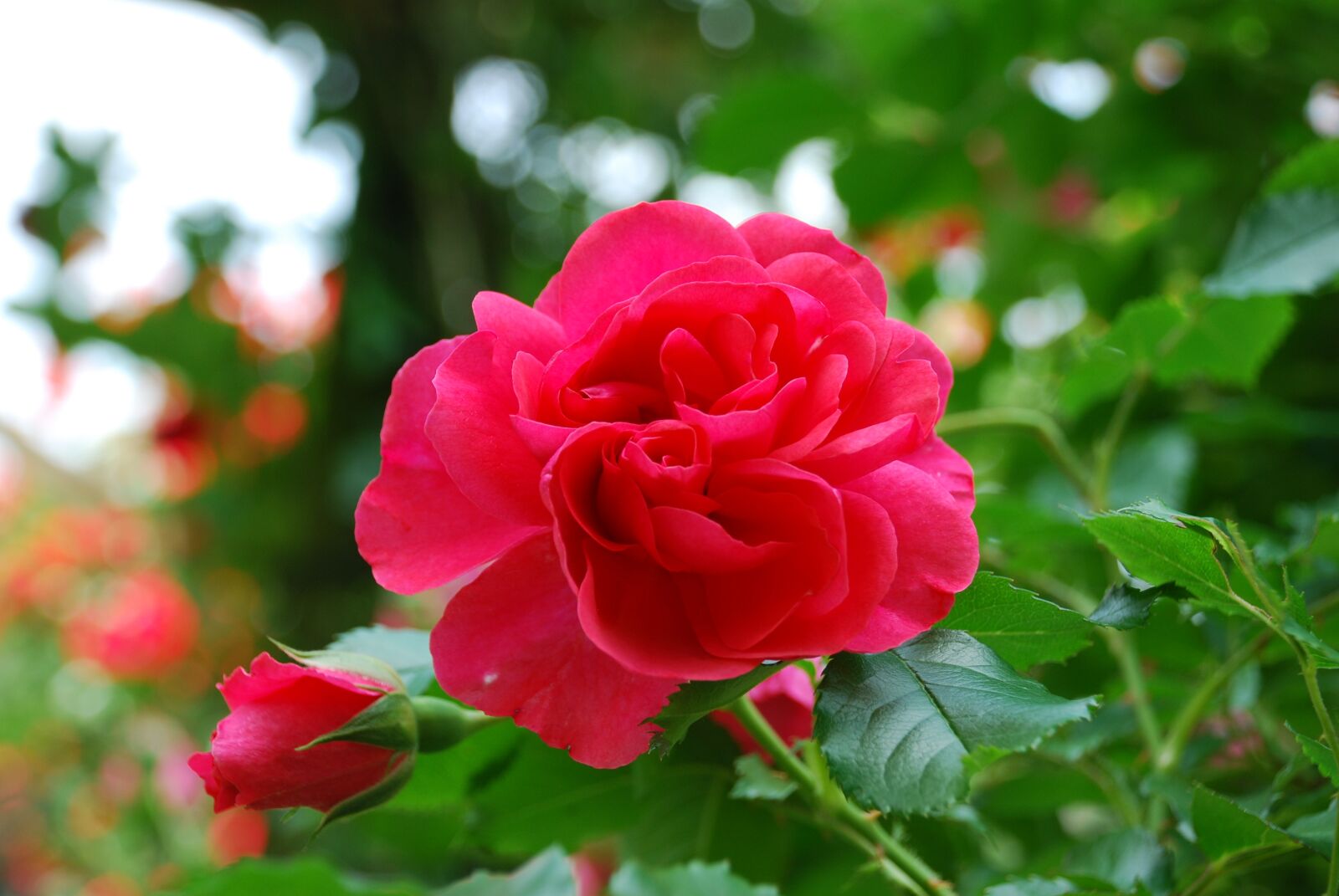 Nikon D80 sample photo. Rose, red, romantic photography