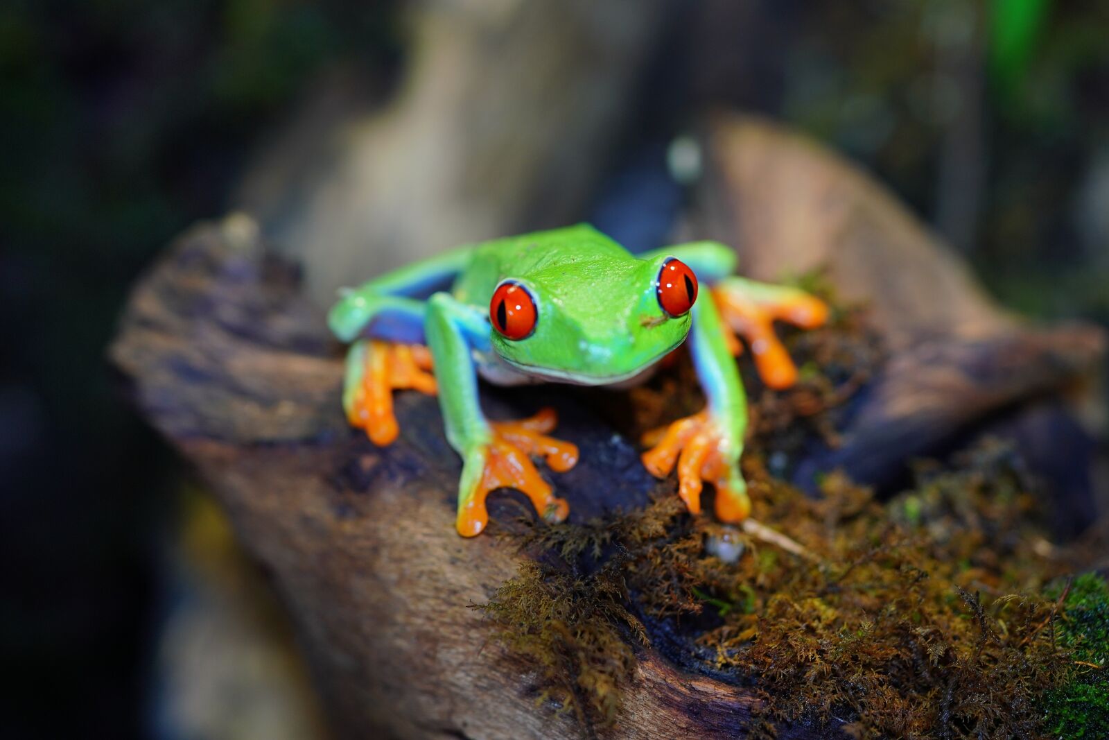 Sony a7R III + Sony FE 90mm F2.8 Macro G OSS sample photo. Frog, reptiles, insect photography