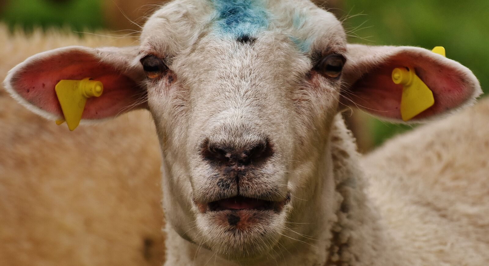 Nikon D7200 sample photo. Sheep, animal, meadow photography