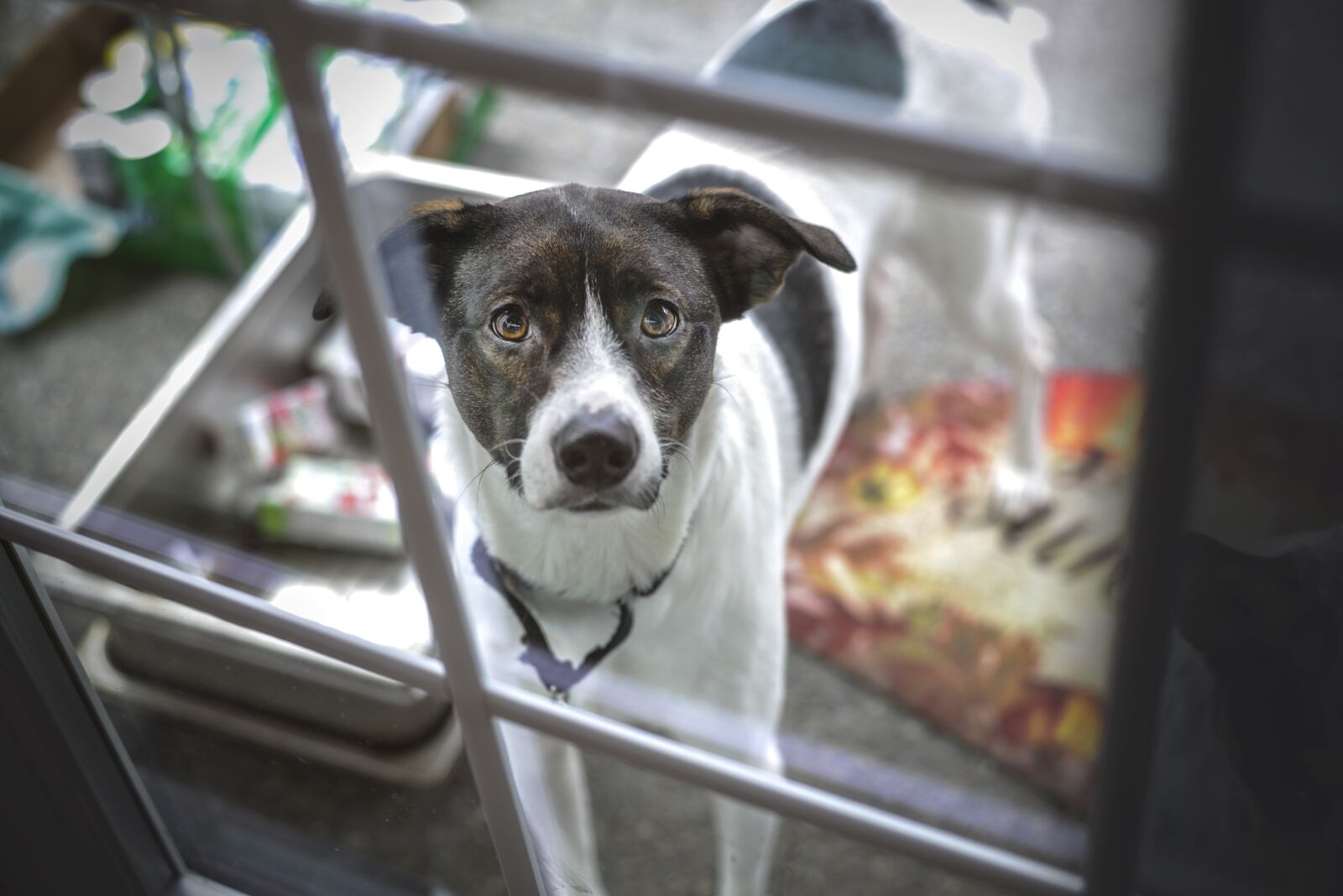 Nikon D800 sample photo. Dog, kick away, sad photography