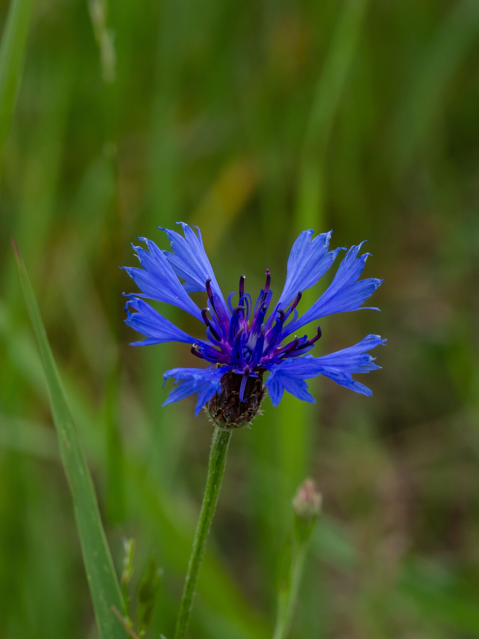 Olympus M.Zuiko Digital ED 60mm F2.8 Macro sample photo. Blue, cornflower, retail photography