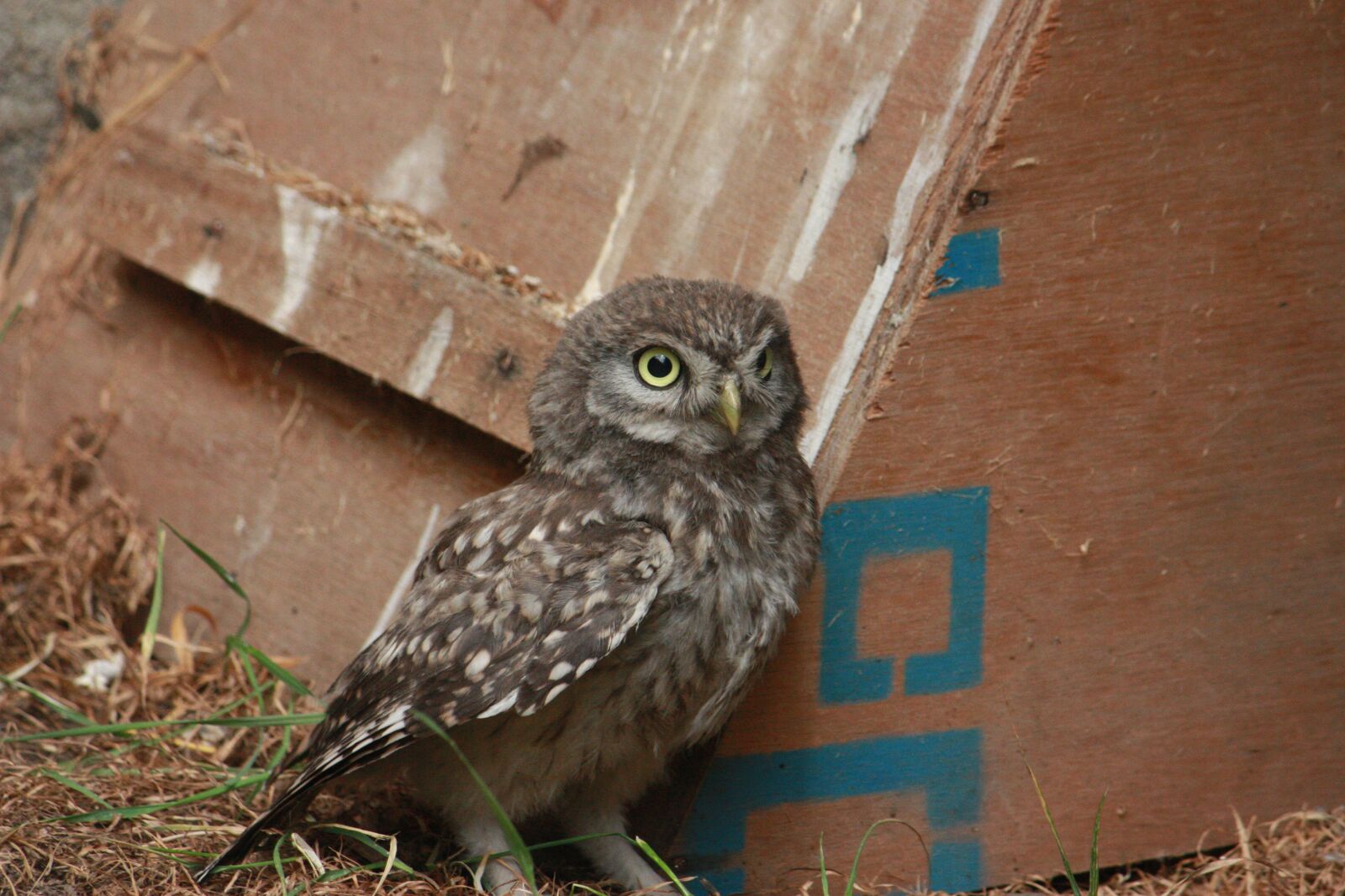Canon EOS 450D (EOS Rebel XSi / EOS Kiss X2) sample photo. Little owl, raptor, bird photography