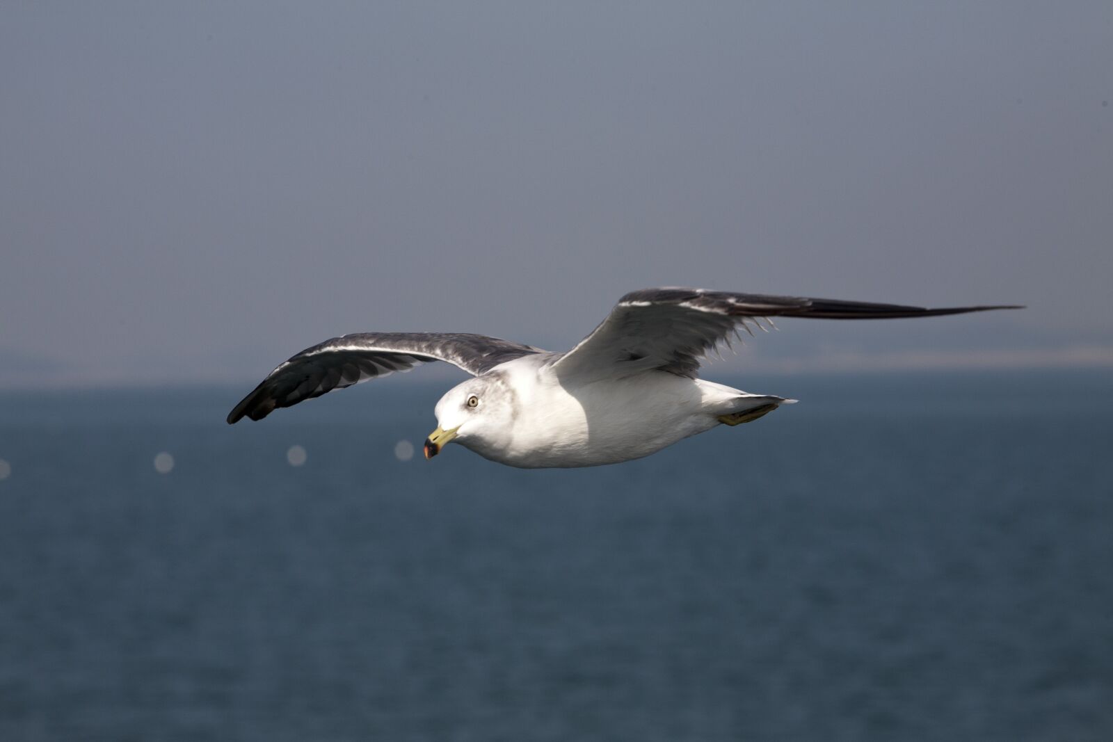 Canon EOS 5D sample photo. Seagull, sea birds, new photography