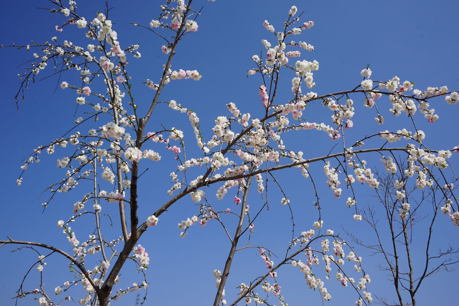 Sony a7 II + Sony FE 28-70mm F3.5-5.6 OSS sample photo. Spring, peach flowers, copy photography