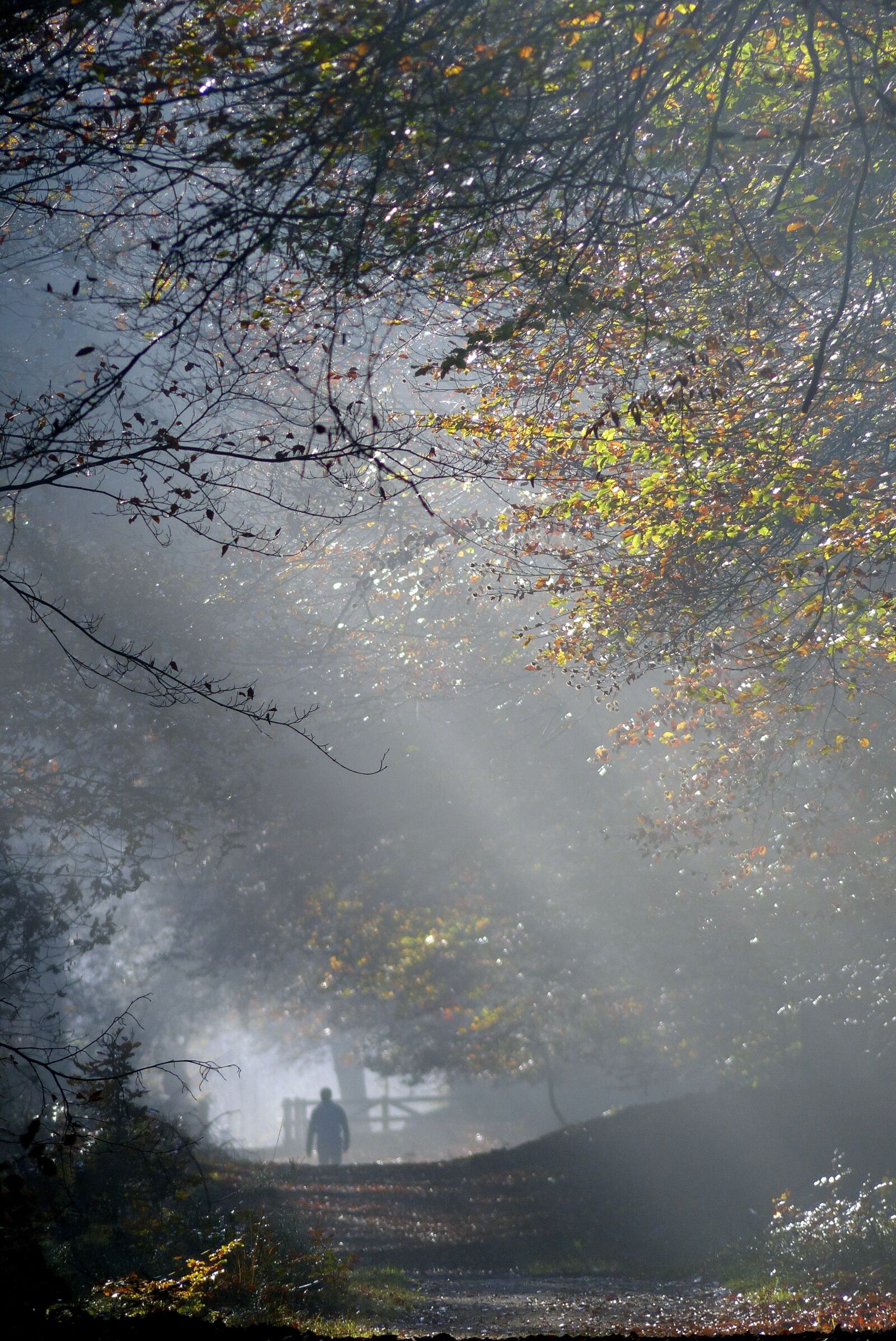 Panasonic Lumix DMC-FZ200 sample photo. Autumn, mist, veluwe photography