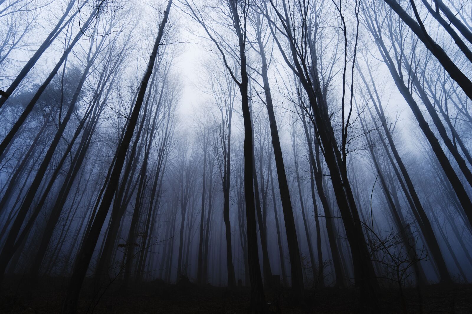 Sony a7 + Sony Vario Tessar T* FE 24-70mm F4 ZA OSS sample photo. Mystery, forest winter, trees photography