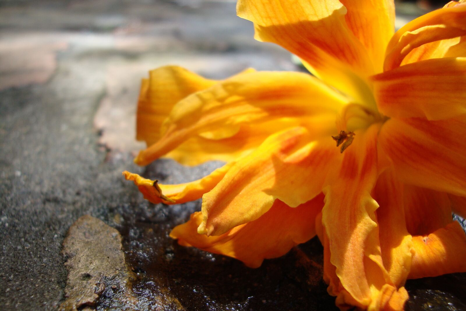 Sony Cyber-shot DSC-W230 sample photo. Orange flower, tiger lily photography