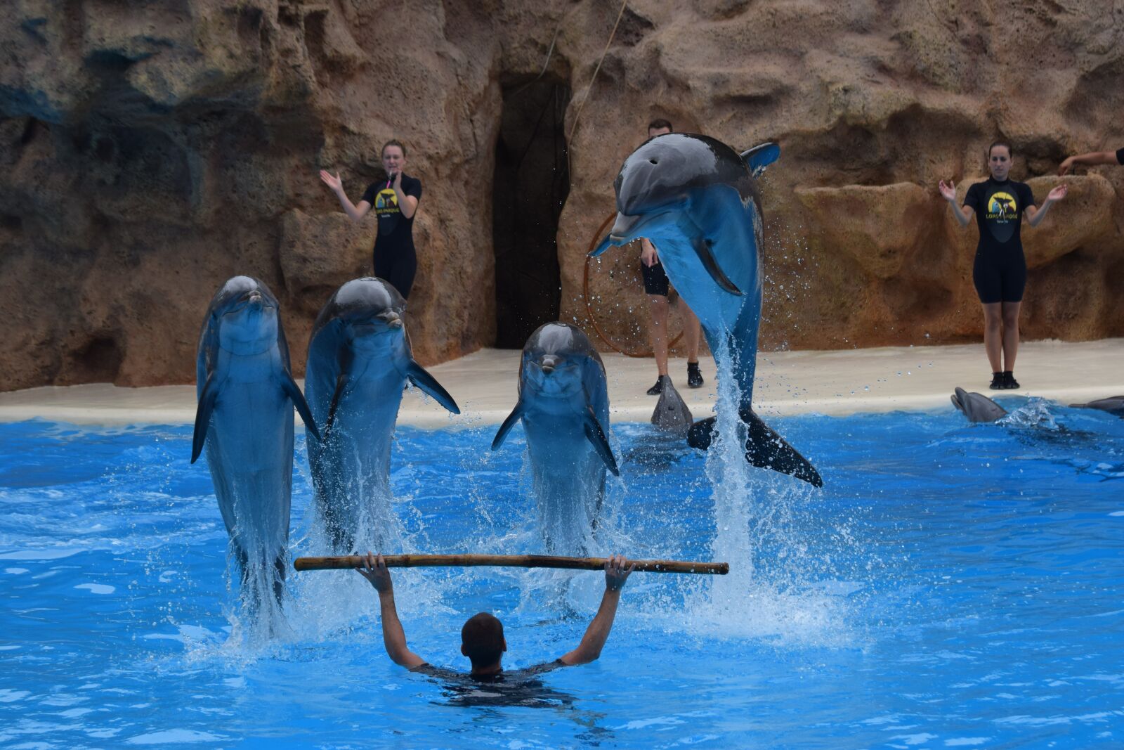 Nikon D5300 sample photo. The loro-parque, dolphins, tenerife photography