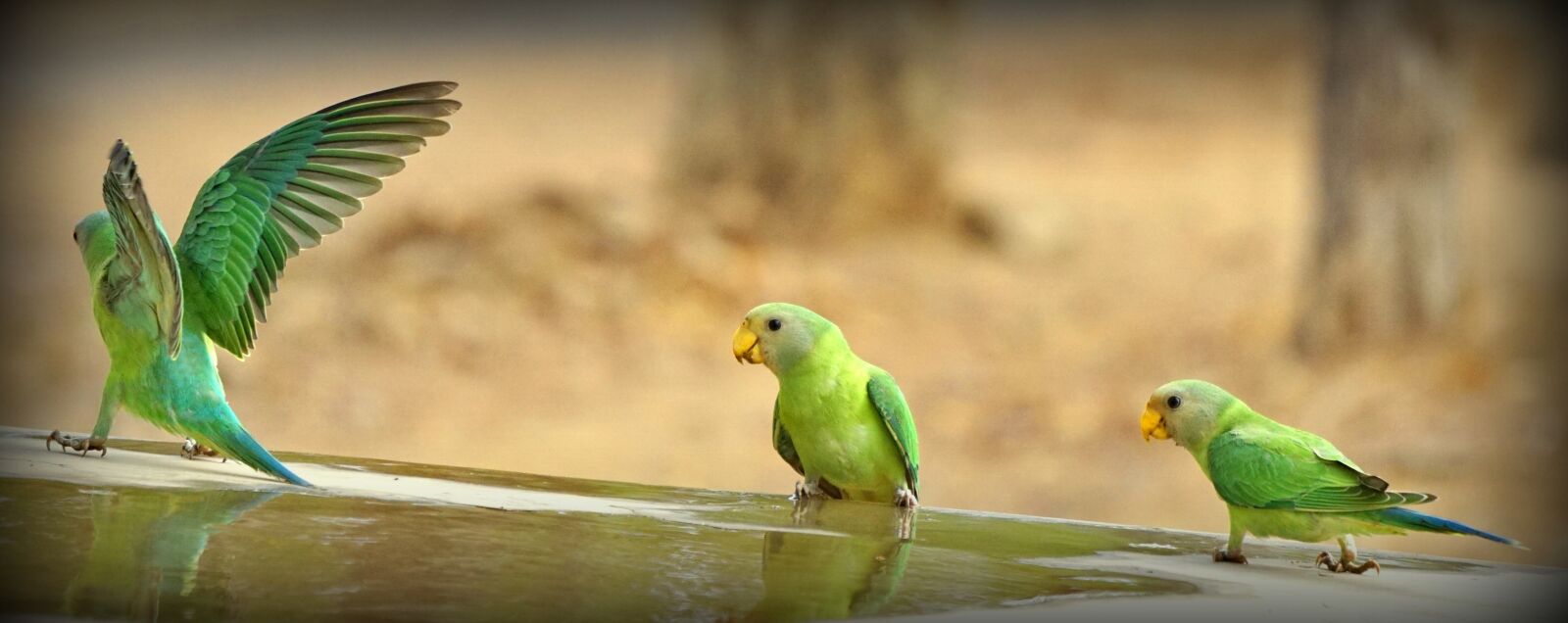 Sony a6000 sample photo. Green, parrot, indian photography
