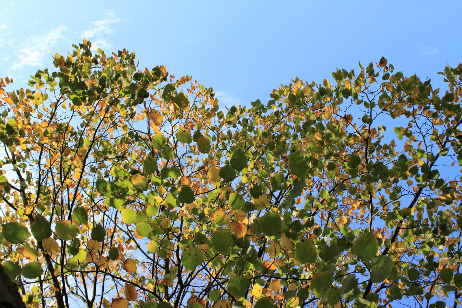 Canon EOS 2000D (EOS Rebel T7 / EOS Kiss X90 / EOS 1500D) sample photo. Autumn, nature, autumn leaves photography
