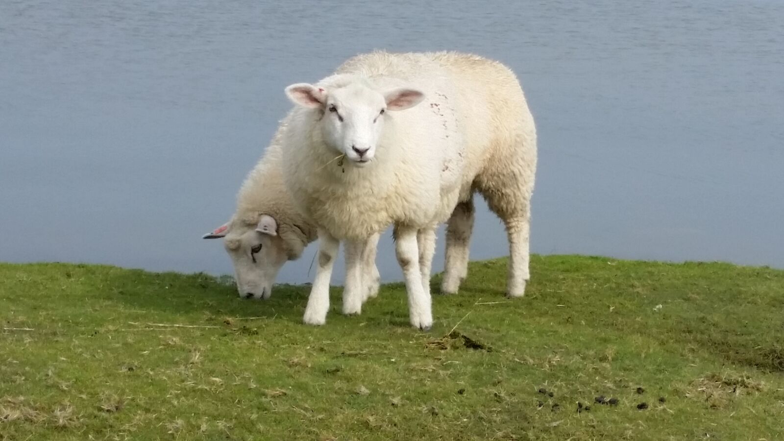 Samsung Galaxy S5 sample photo. Sheep, grass, farm photography