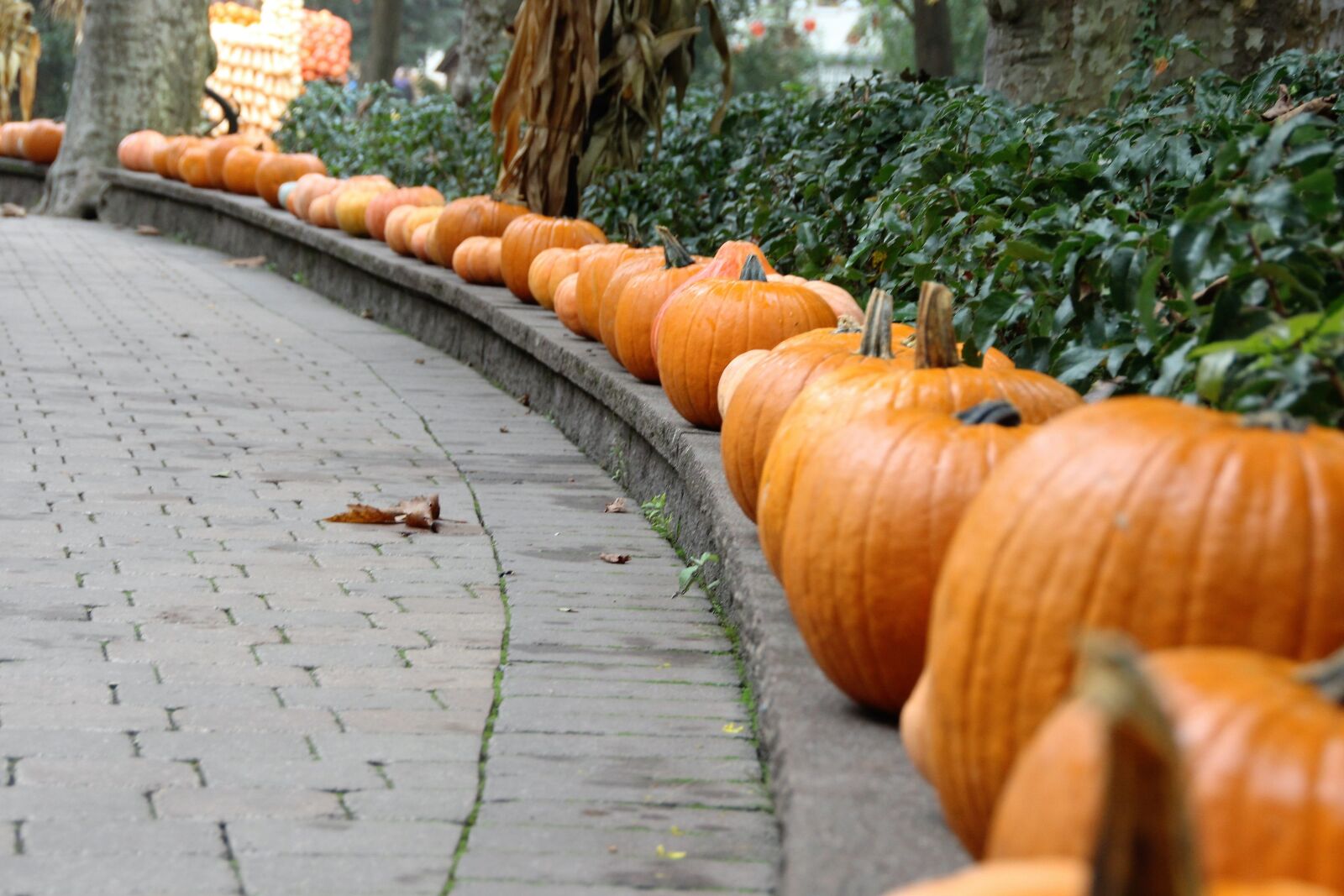Canon EOS 600D (Rebel EOS T3i / EOS Kiss X5) sample photo. Halloween, pumpkin, autumn photography