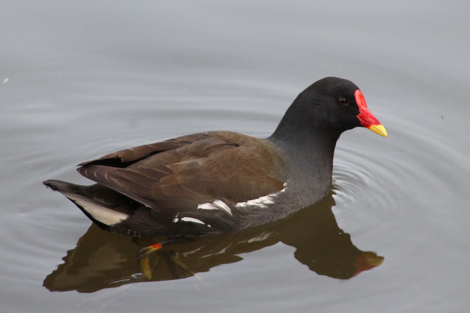 Canon EF75-300mm f/4-5.6 sample photo. Bird, animal world, waters photography