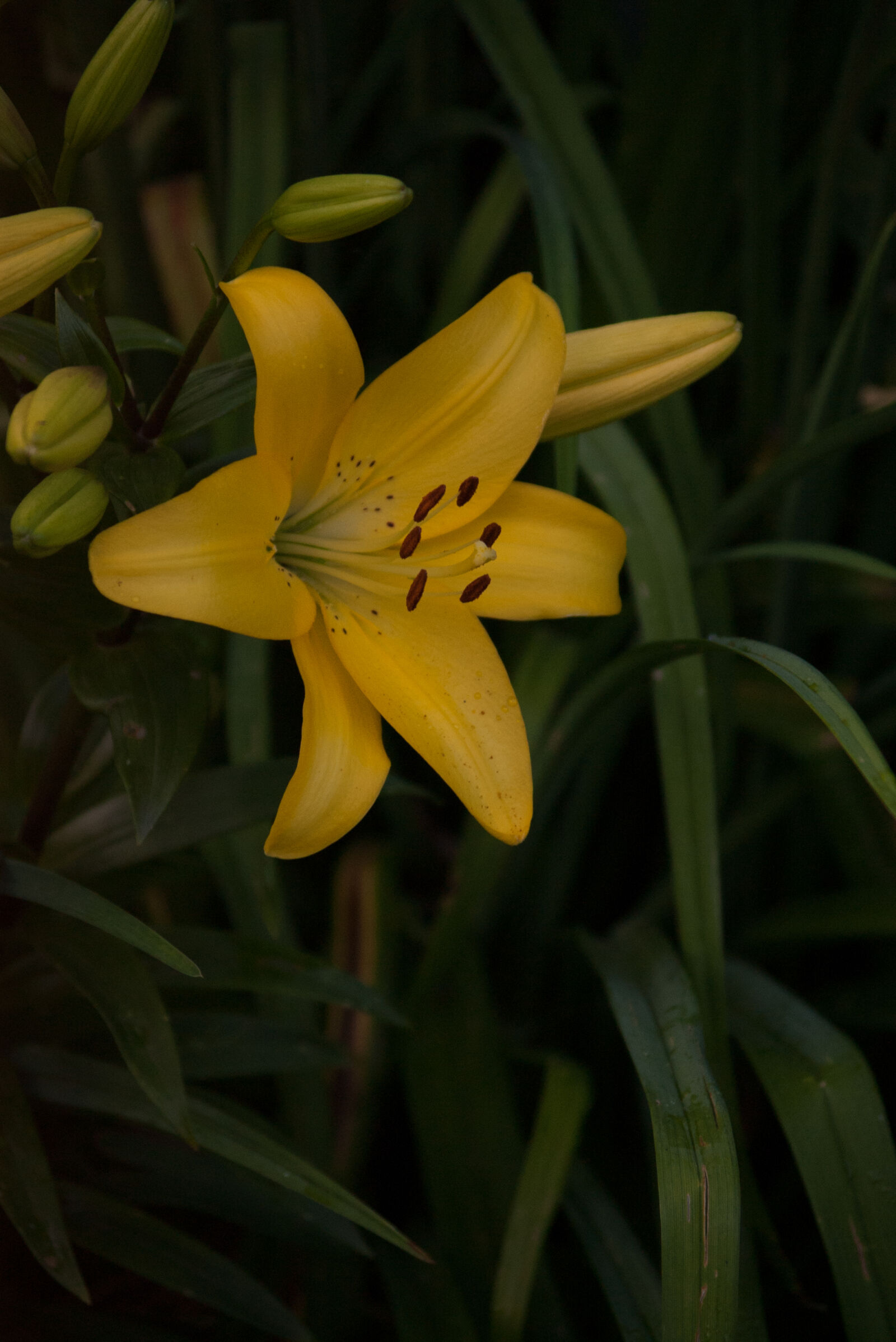 Pentax *ist DS sample photo