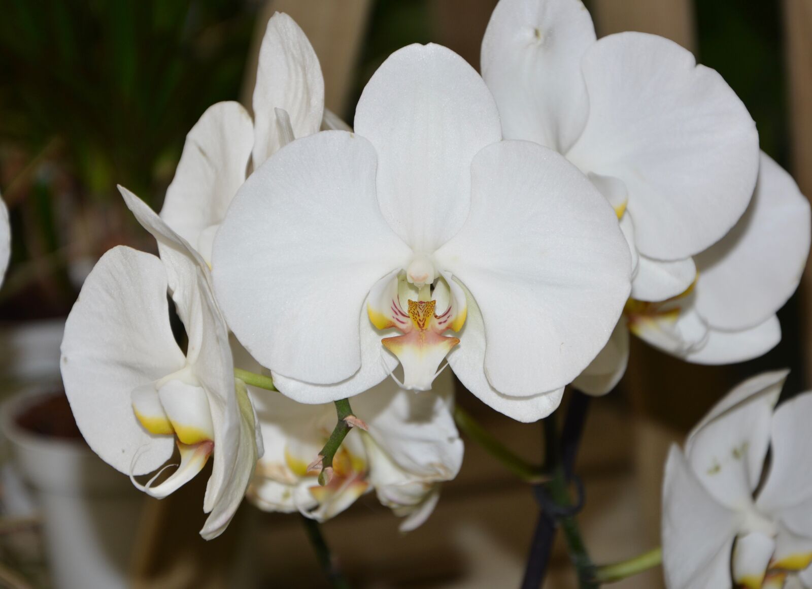 Nikon D5200 sample photo. White orchid, decoration, collector photography