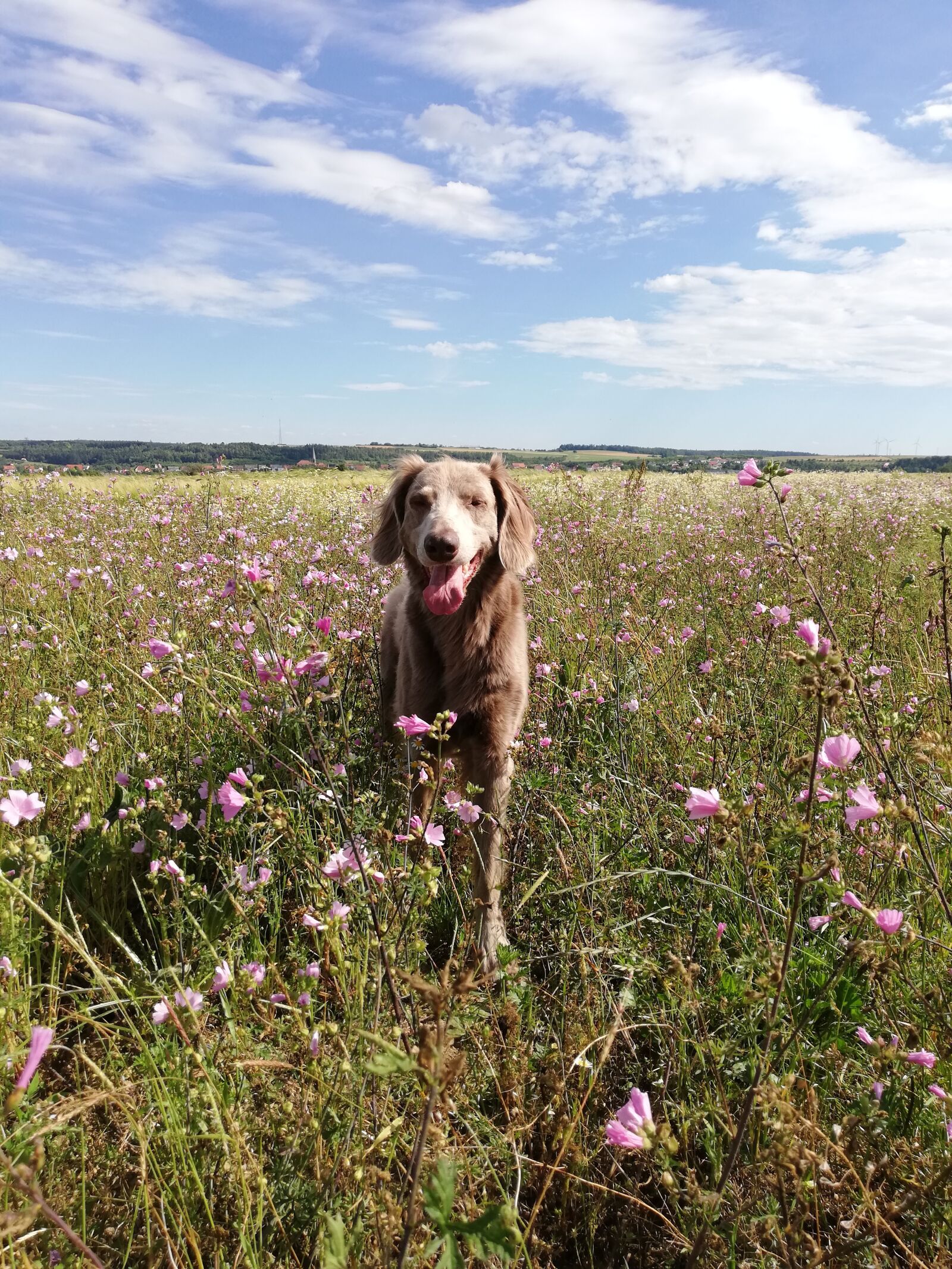 HUAWEI P20 lite sample photo. Dog, weimaraner, nature photography