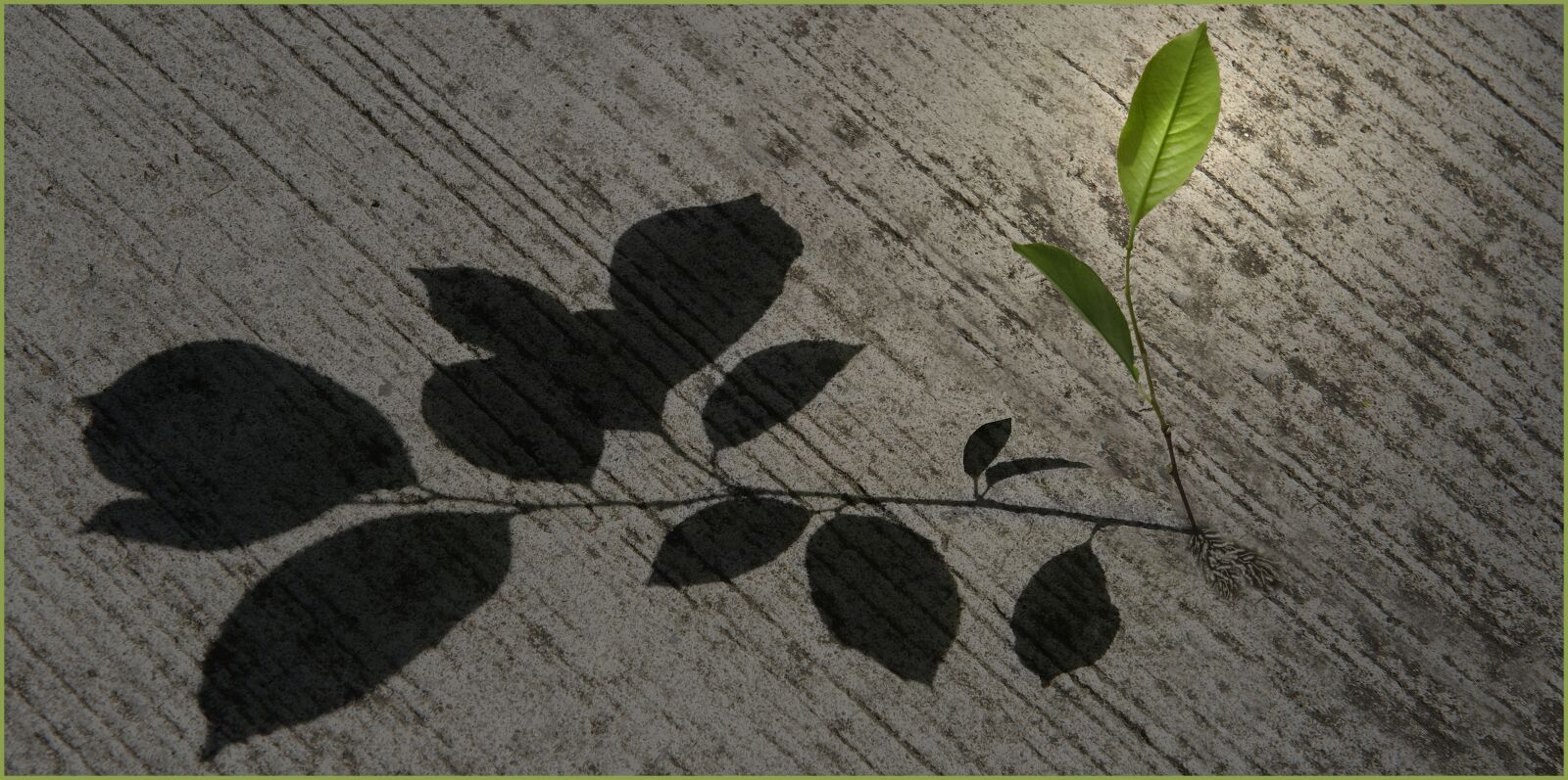 Nikon D800 sample photo. Desktop background, nature, plant photography