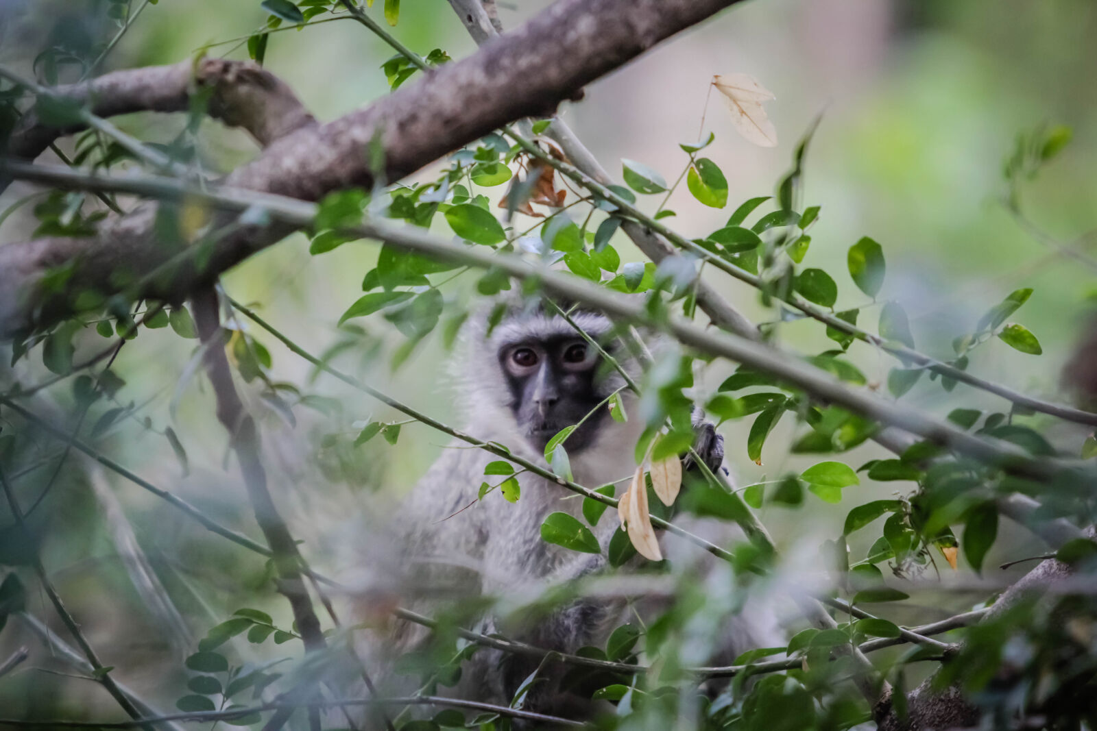 Canon EOS 60D sample photo. Africa, baby, monkey, monkey photography