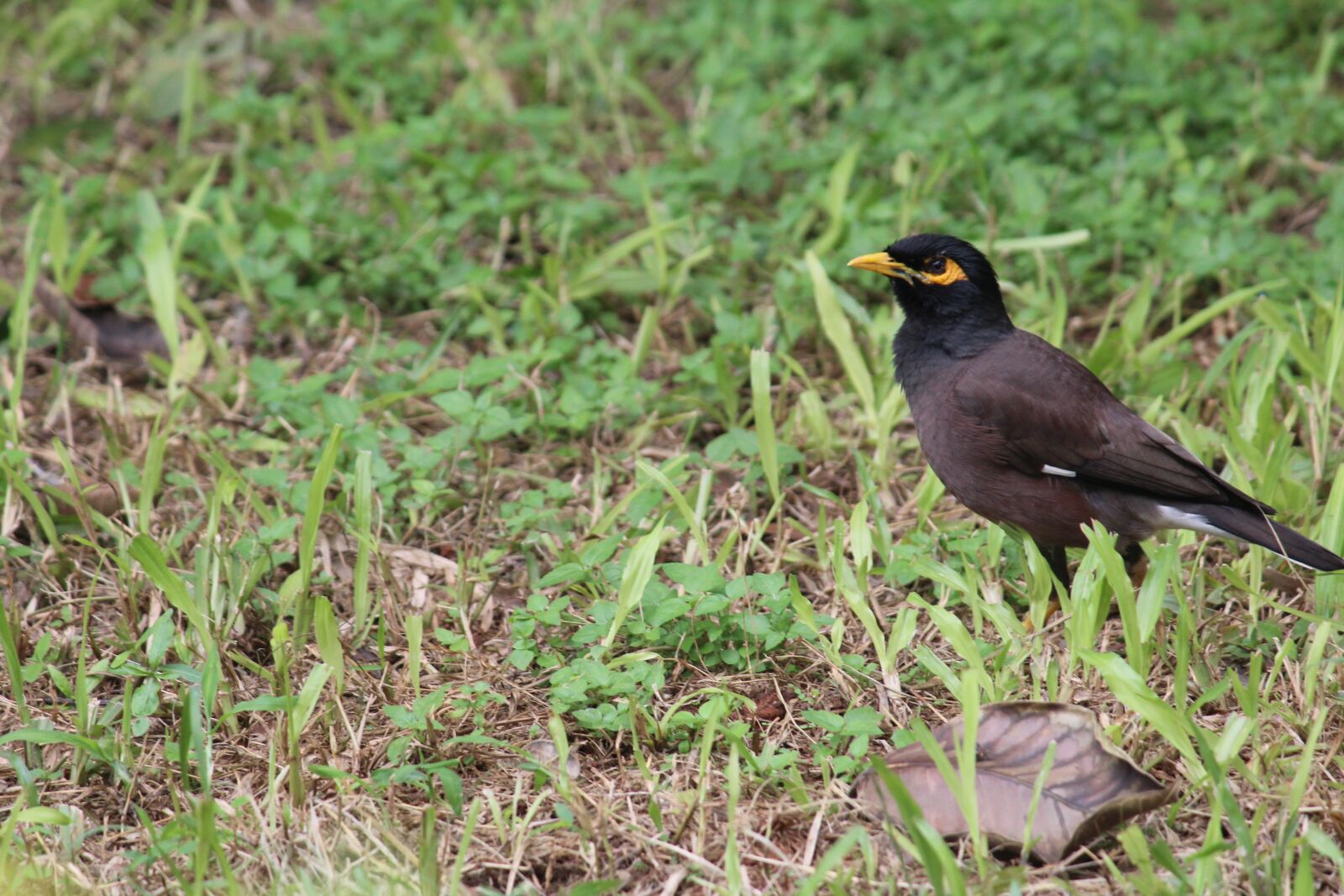 Canon EF-S 55-250mm F4-5.6 IS II sample photo. Bangalore, india, park photography