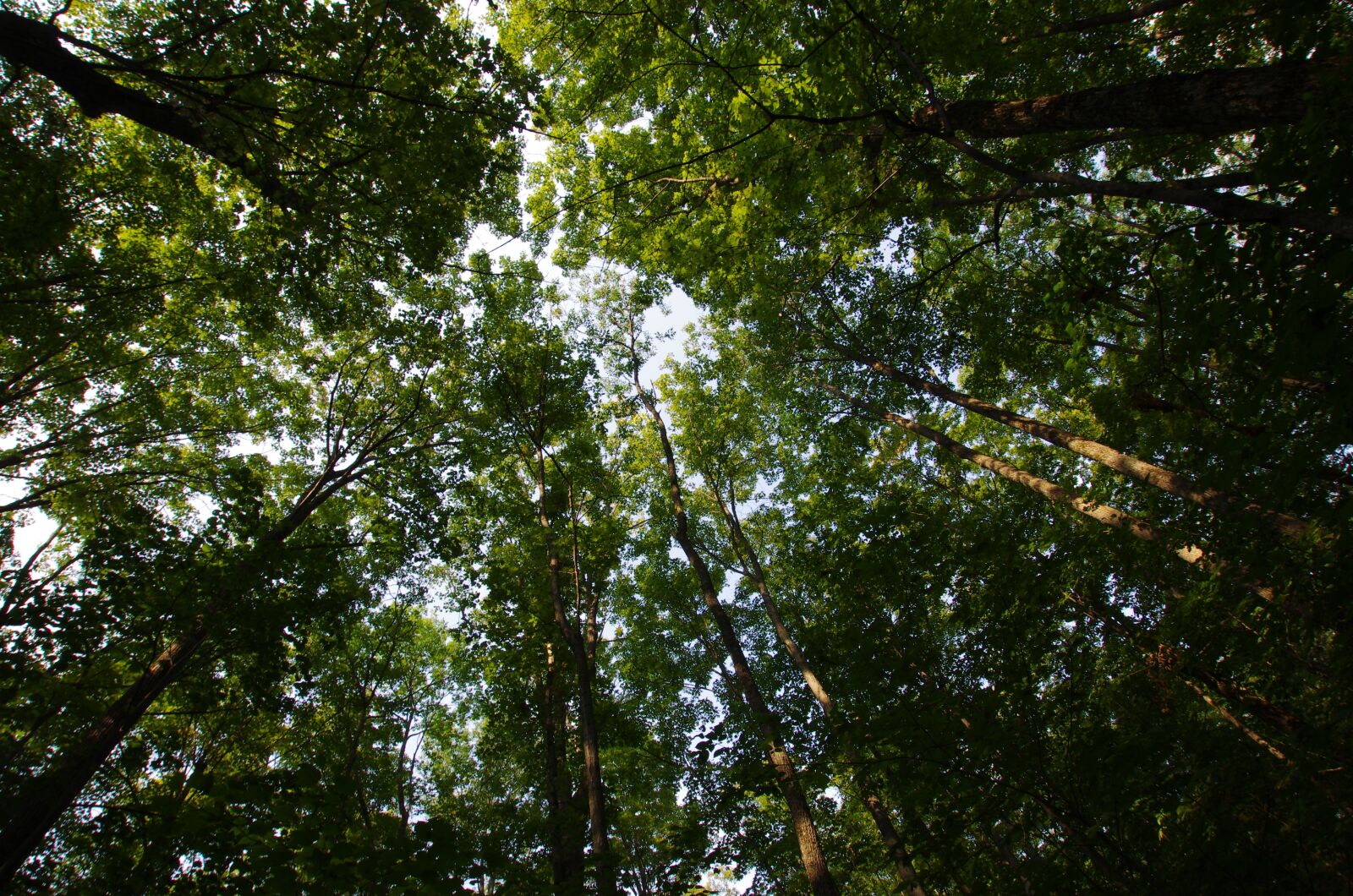 Pentax K-5 sample photo. Forest, nature, trees photography
