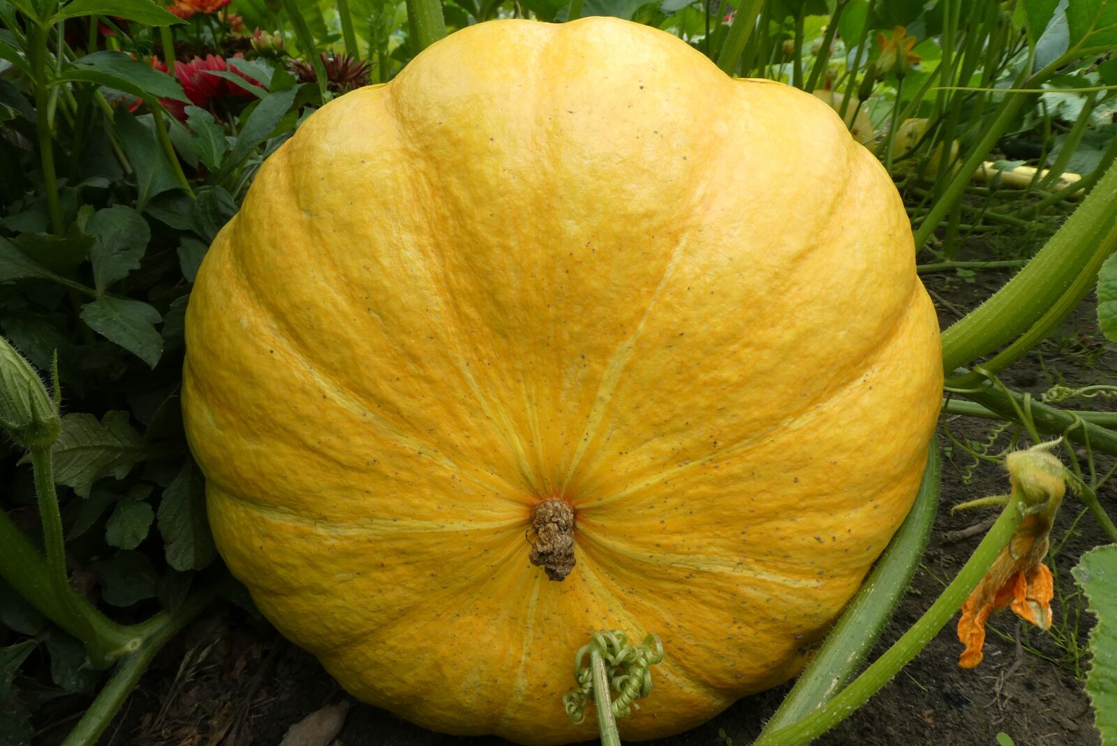 Panasonic Lumix DC-ZS70 (Lumix DC-TZ90) sample photo. Pumpkin, garden, edible photography