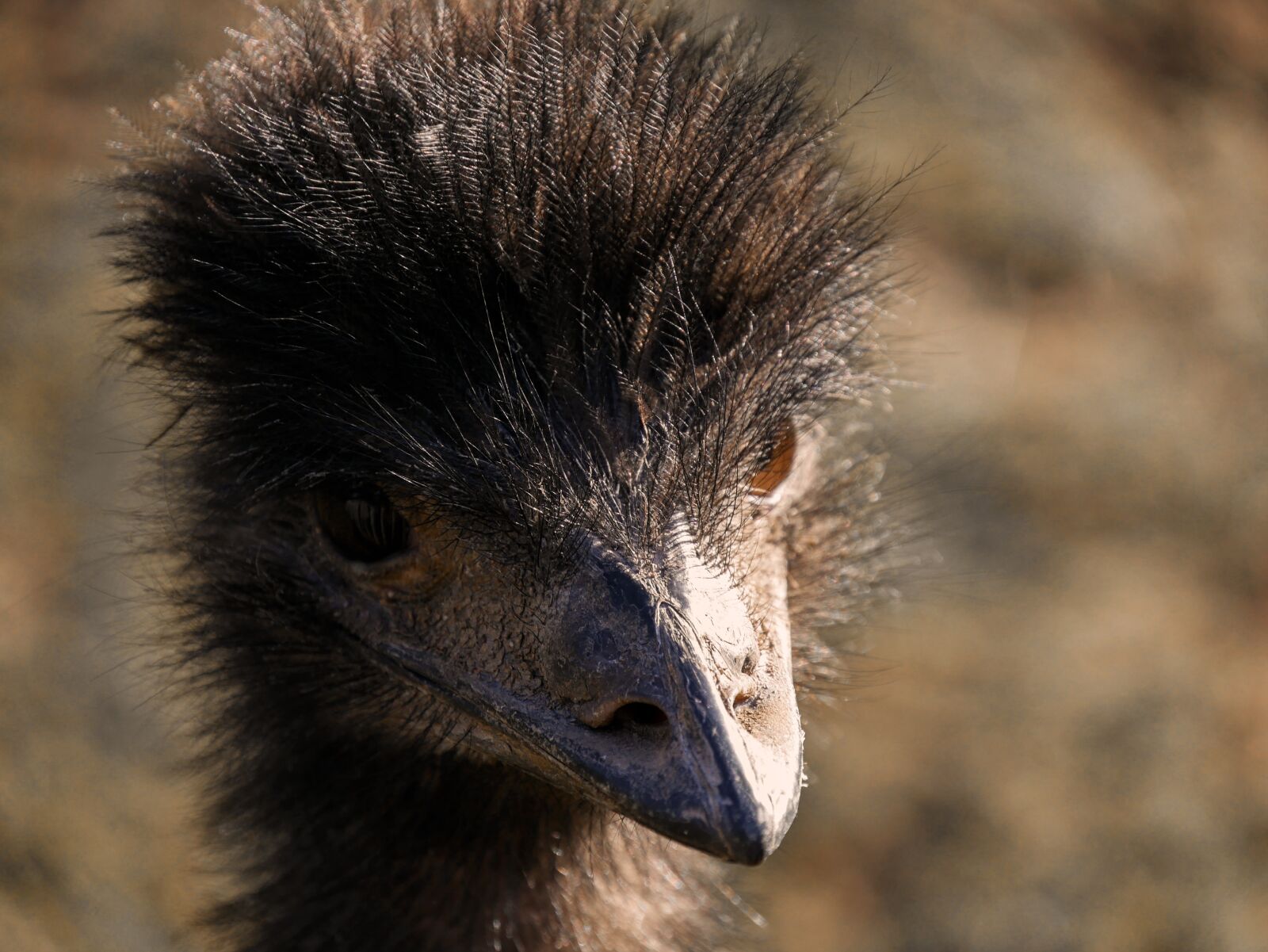 Panasonic DMC-G70 + Panasonic Lumix G Vario 14-140mm F3.5-5.6 ASPH Power O.I.S sample photo. Animal world, nature, emu photography