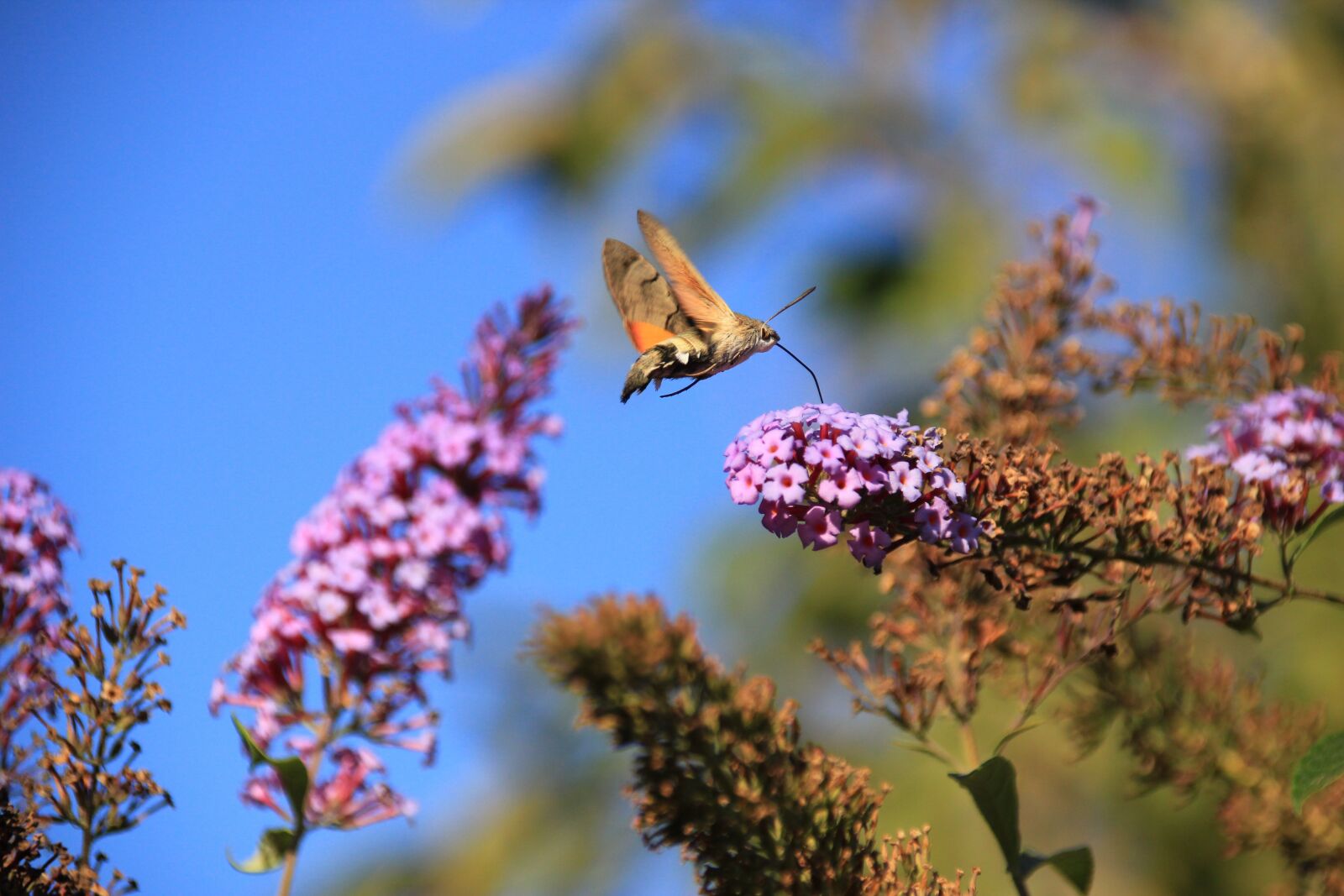 Canon EOS 550D (EOS Rebel T2i / EOS Kiss X4) sample photo. Flowers, nature, summer photography