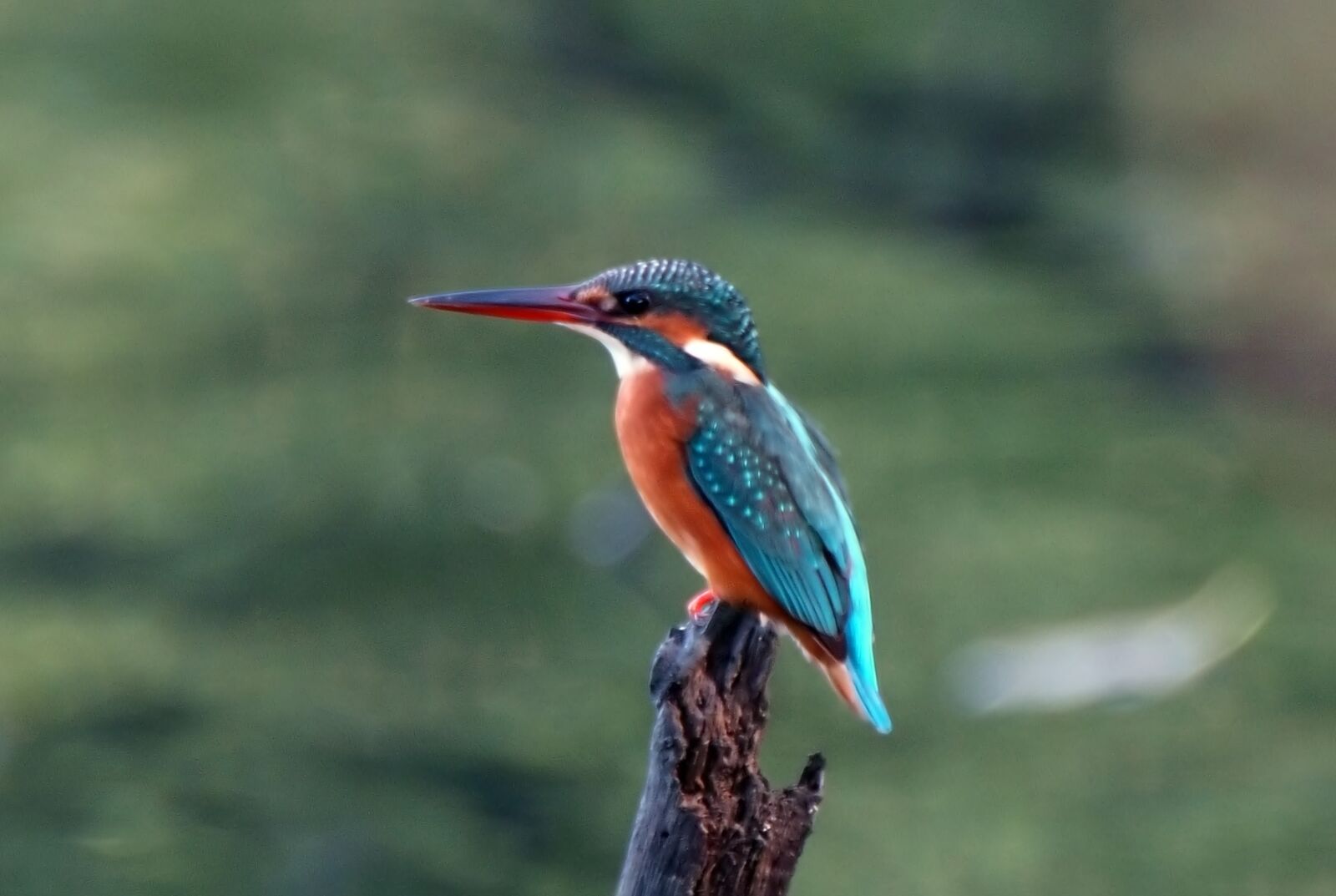 Olympus OM-D E-M1 sample photo. Common kingfisher, wild, bird photography