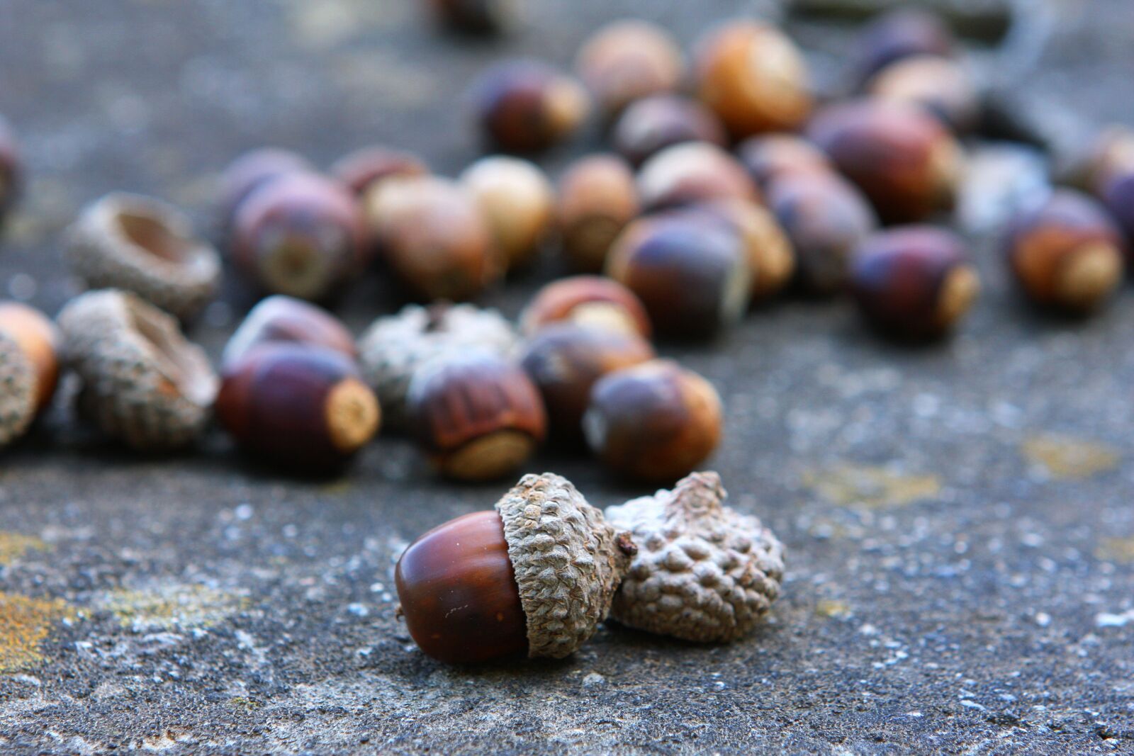 Canon EOS 40D sample photo. Acorn, mountain, forest photography