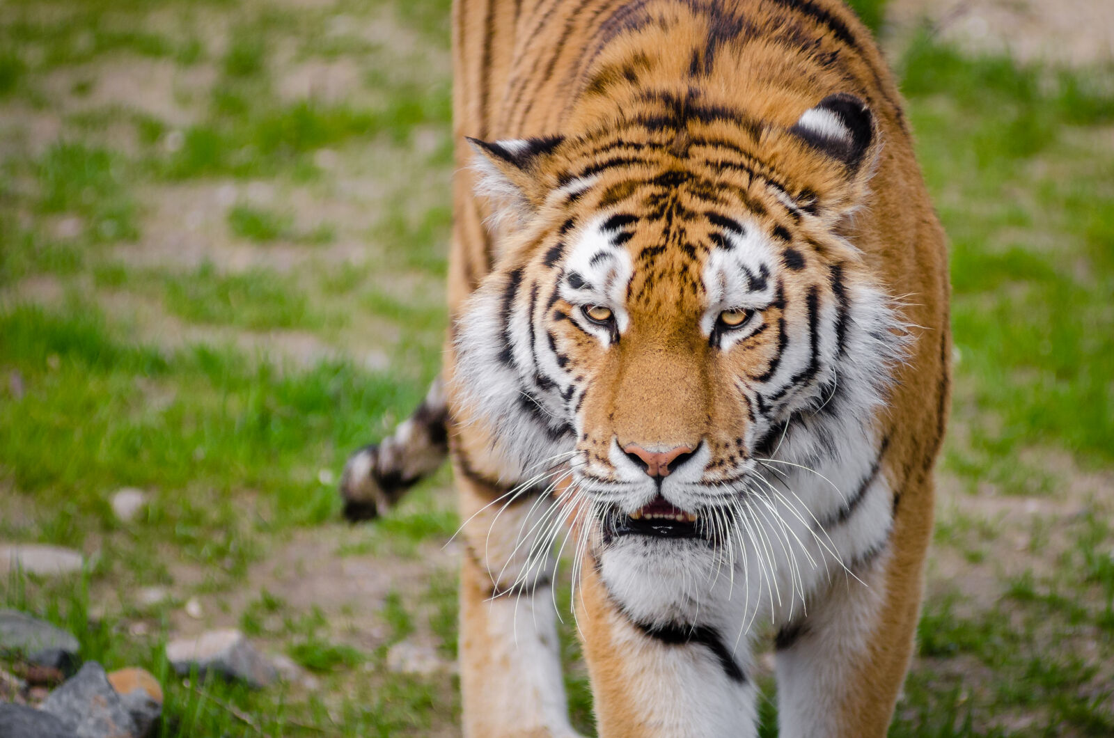 AF Zoom-Nikkor 80-200mm f/2.8 ED sample photo. Tiger, on, green, grass photography
