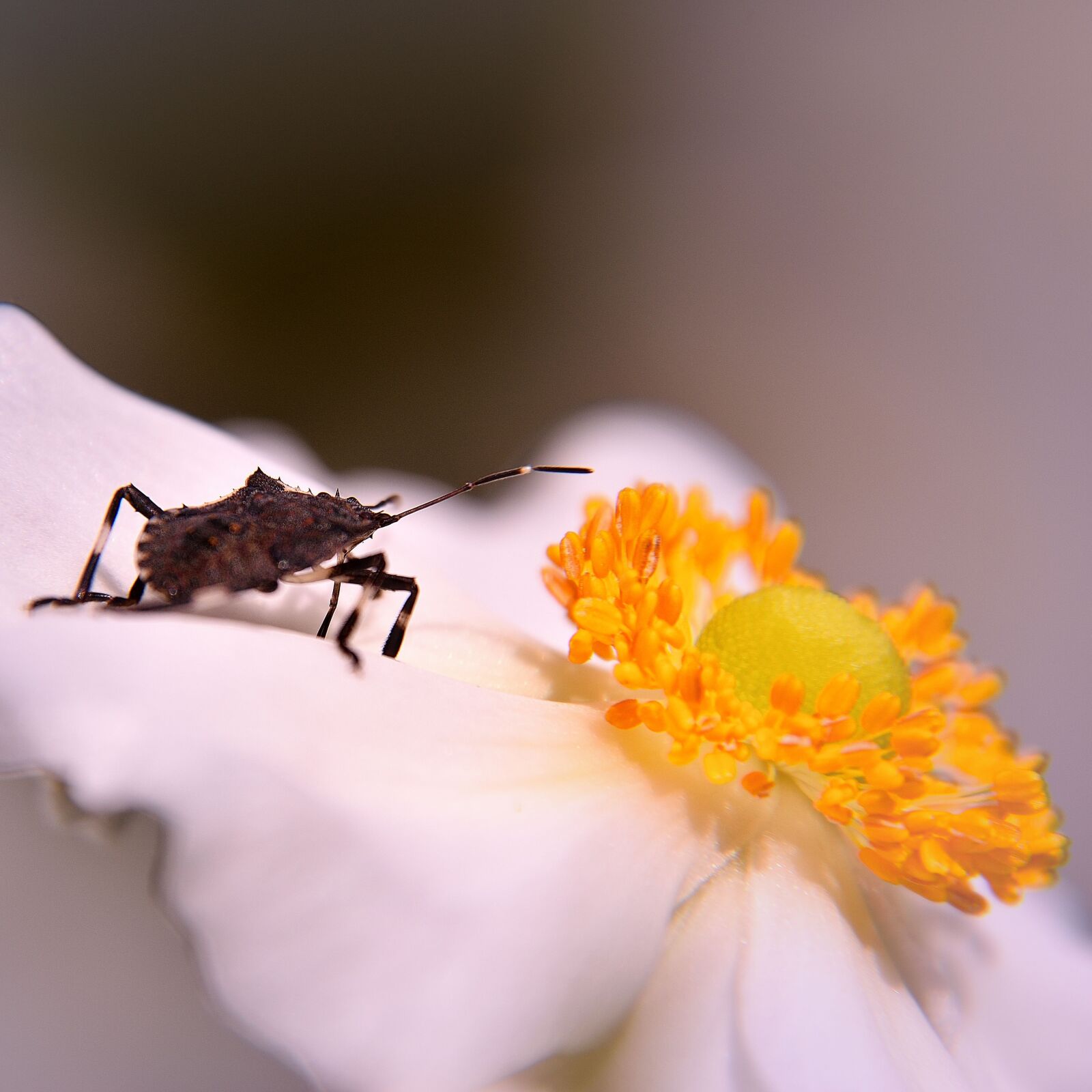 Nikon D5500 sample photo. Bug, blossom, bloom photography