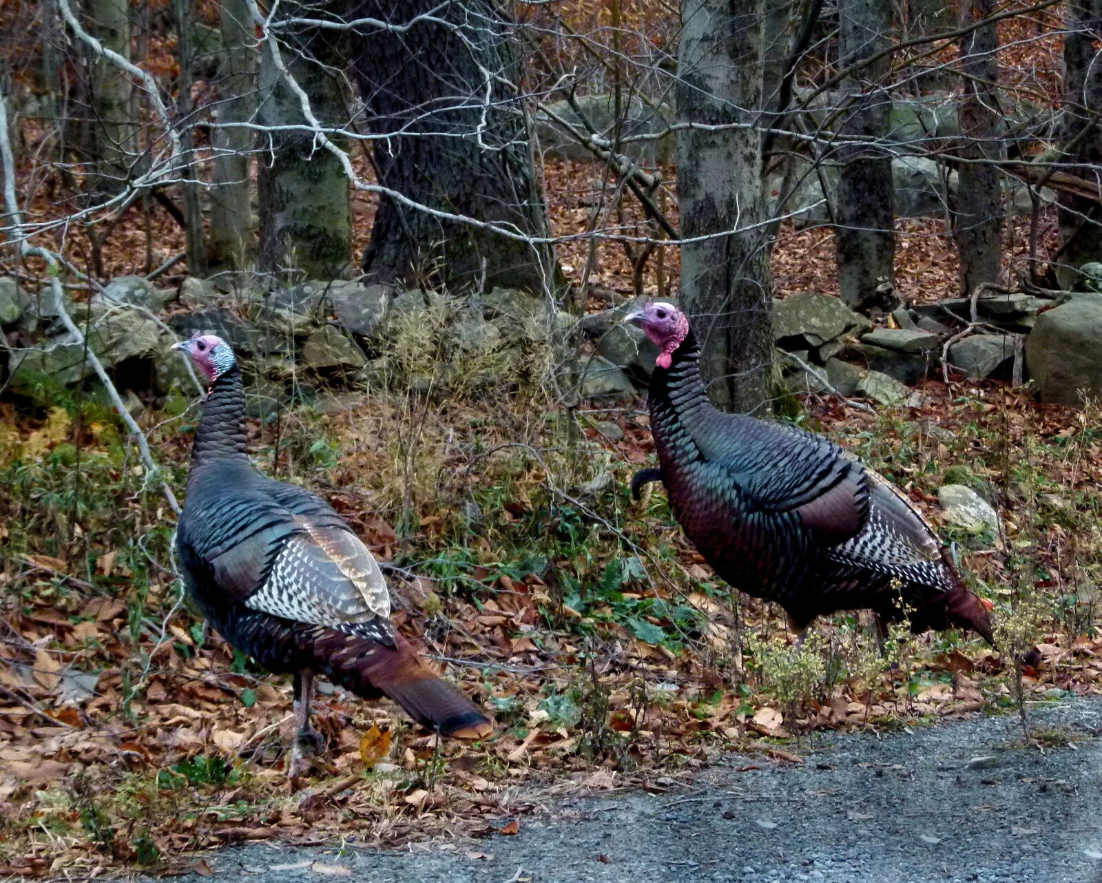 Panasonic Lumix DMC-FZ100 sample photo. Wild, turkey, autumn photography