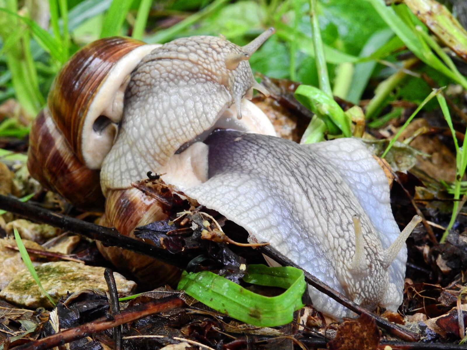 Nikon Coolpix P900 sample photo. Snail, animal, nature photography