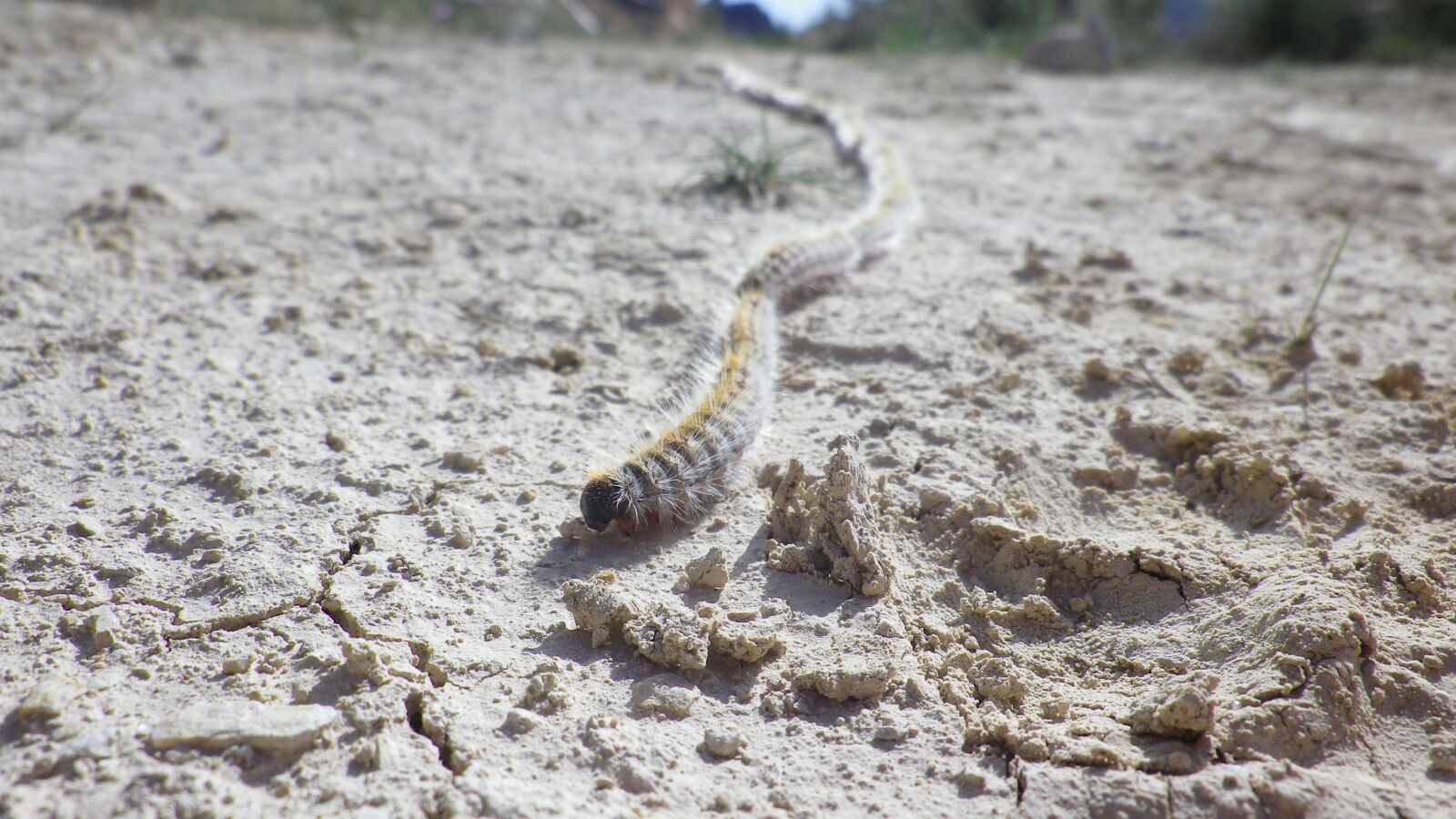 Pentax Optio RZ10 sample photo. Processionary, caterpillar, earth photography