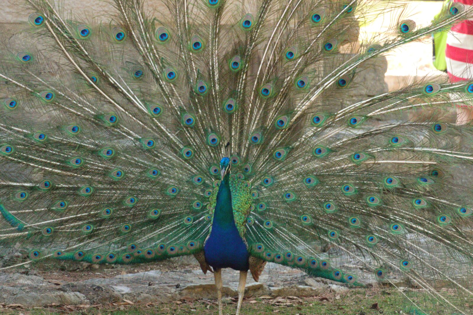 Panasonic Lumix DMC-FZ1000 sample photo. Peacock, wheel, pride photography
