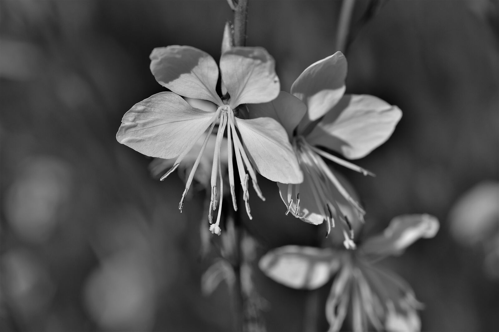 Nikon D5500 sample photo. Black and white, flower photography