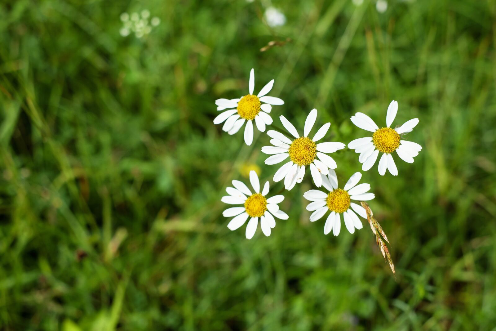 Fujifilm X-T10 + Fujifilm XF 35mm F1.4 R sample photo. Daisies, flower, blossom photography