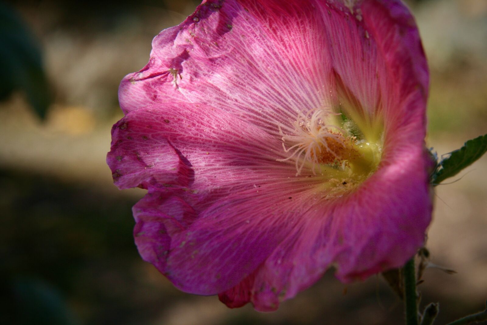 Canon EOS 400D (EOS Digital Rebel XTi / EOS Kiss Digital X) sample photo. Stock rose, hollyhock, pointed photography