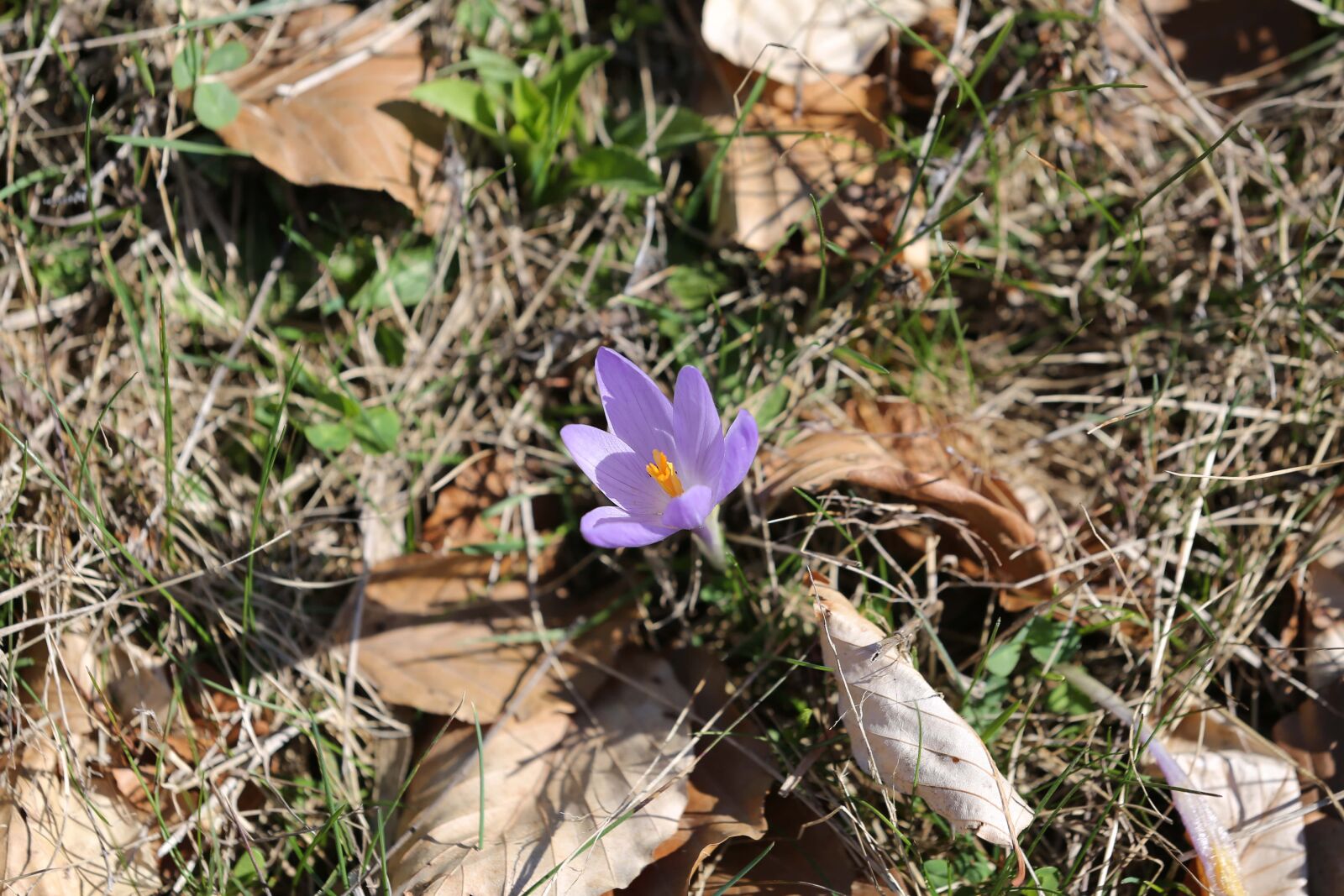 Canon EF 70-200mm F2.8L IS II USM sample photo. Crocus, purplish, yellowish brown photography