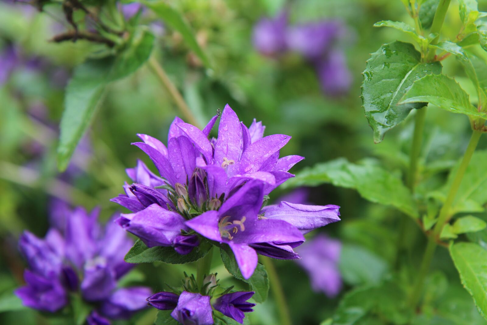 Canon EOS 600D (Rebel EOS T3i / EOS Kiss X5) sample photo. Purple flowers, flowering, perennial photography