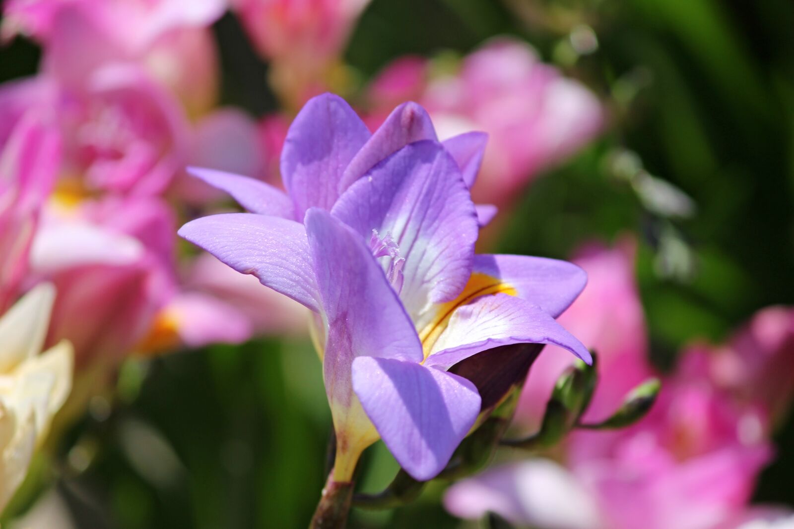 Canon EOS 1100D (EOS Rebel T3 / EOS Kiss X50) sample photo. Freesia, schnittblume, flower photography