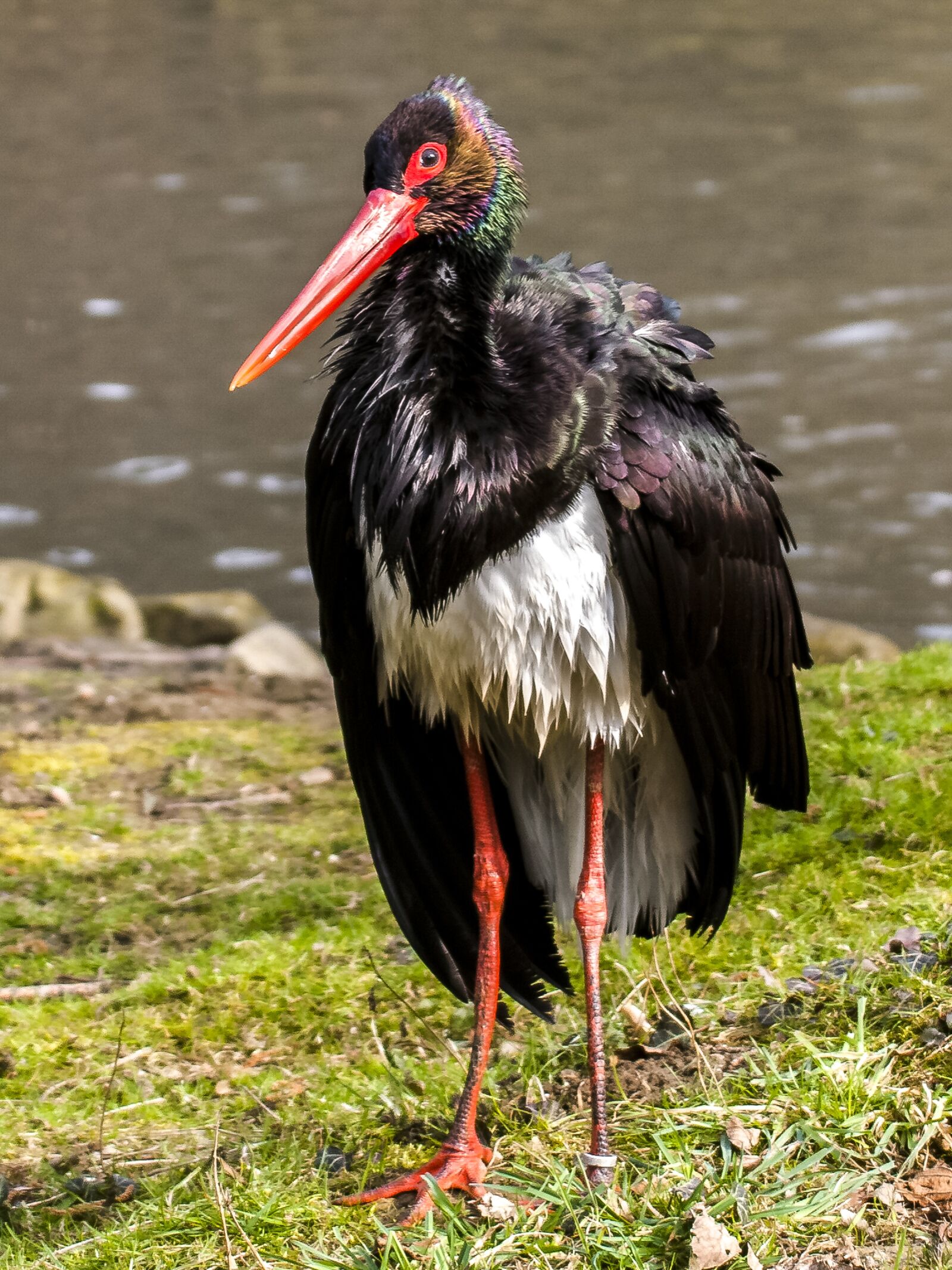 Olympus E-3 sample photo. Black stork, stork, bird photography