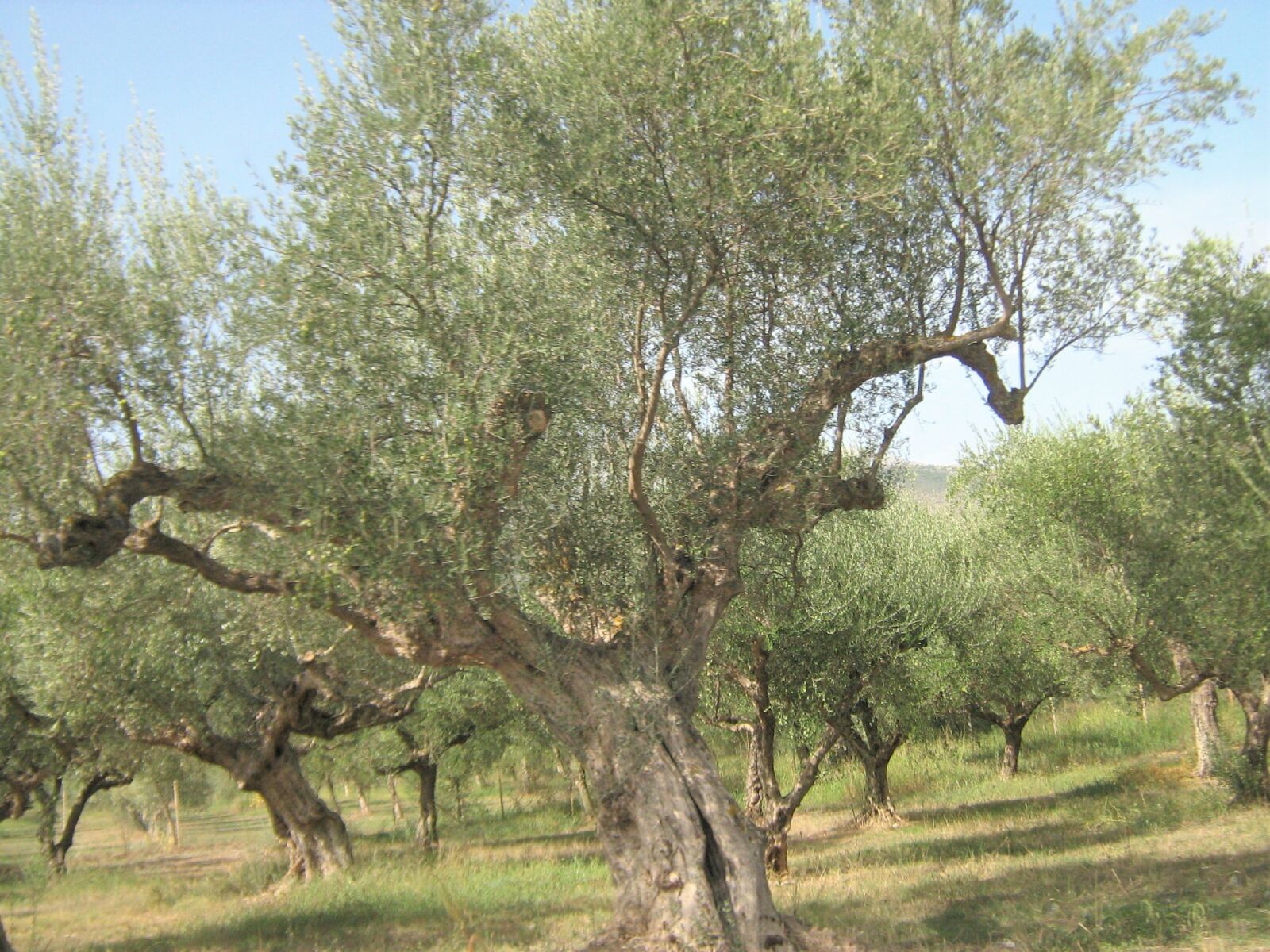 Canon POWERSHOT A460 sample photo. Olives, trees, olive photography