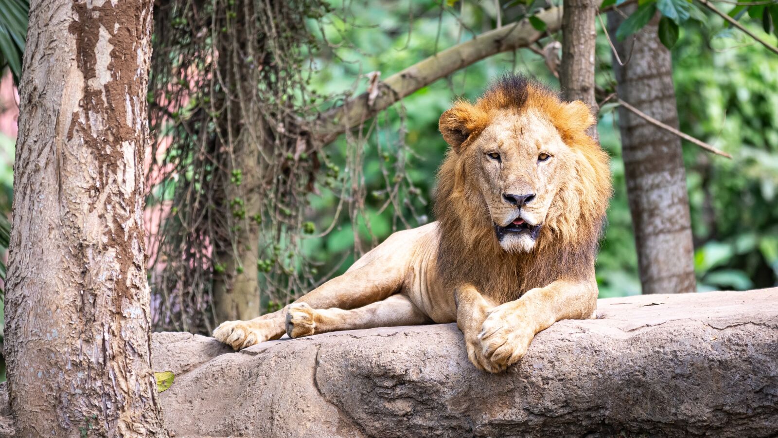 Canon EOS 5D Mark III sample photo. Lion, bali, zoo photography