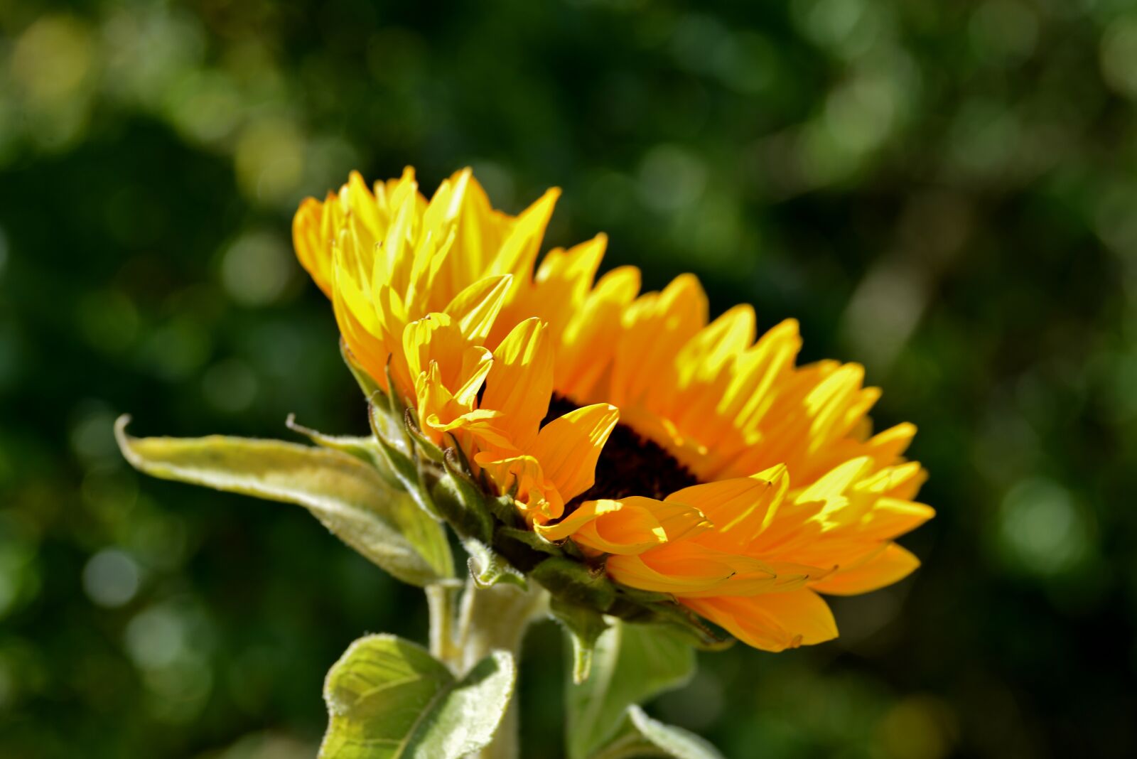 Nikon D600 sample photo. Sunflower, petals, flora photography