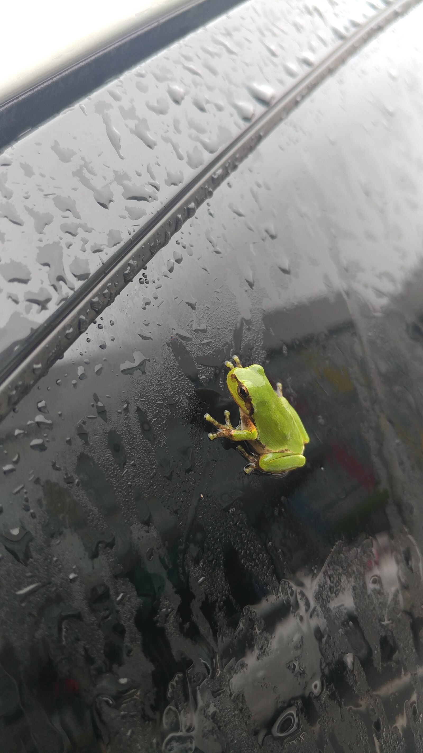 LG V20 sample photo. Frog, non, the body photography