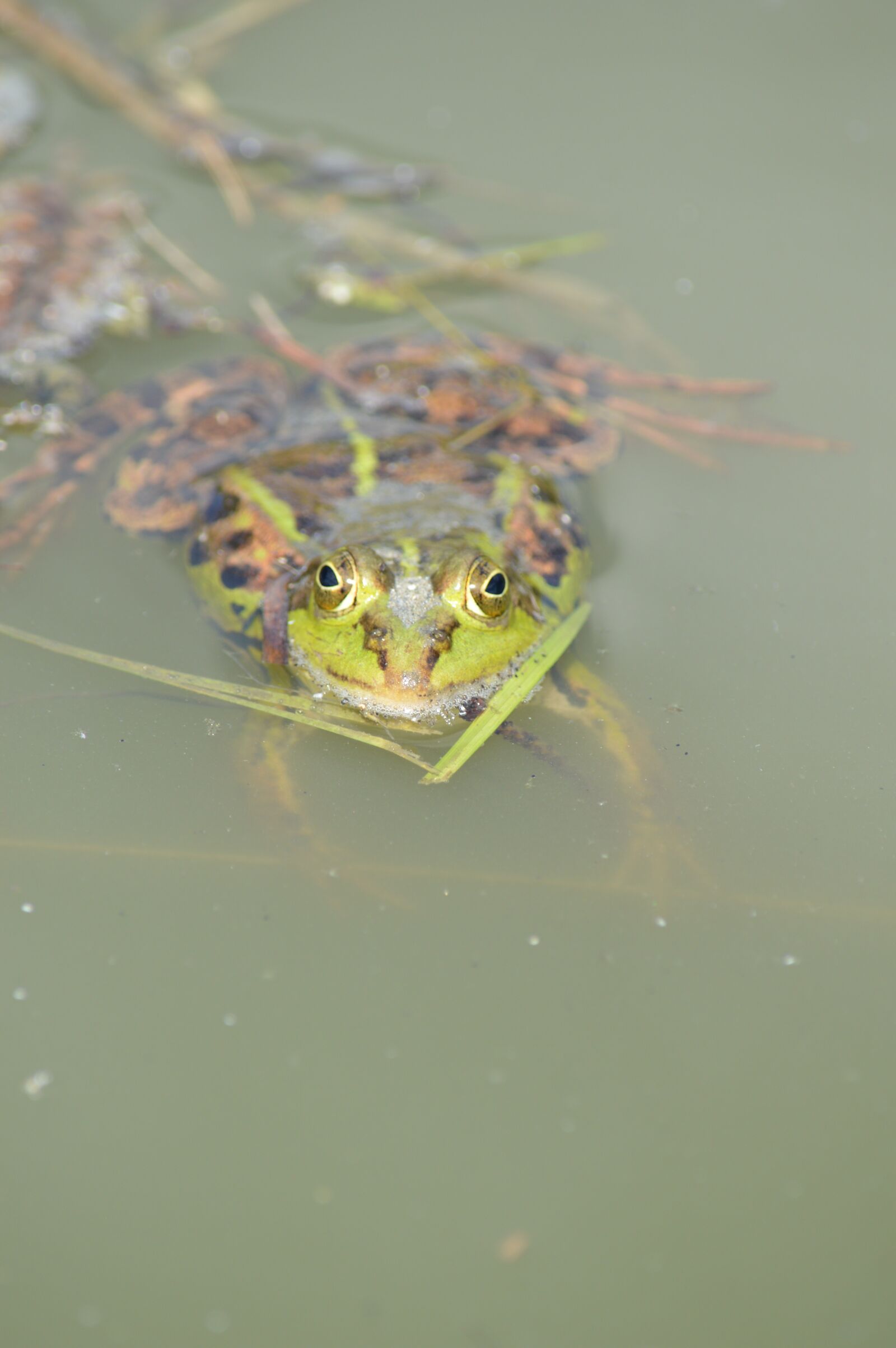Nikon D3200 sample photo. Frog, pond, animal photography